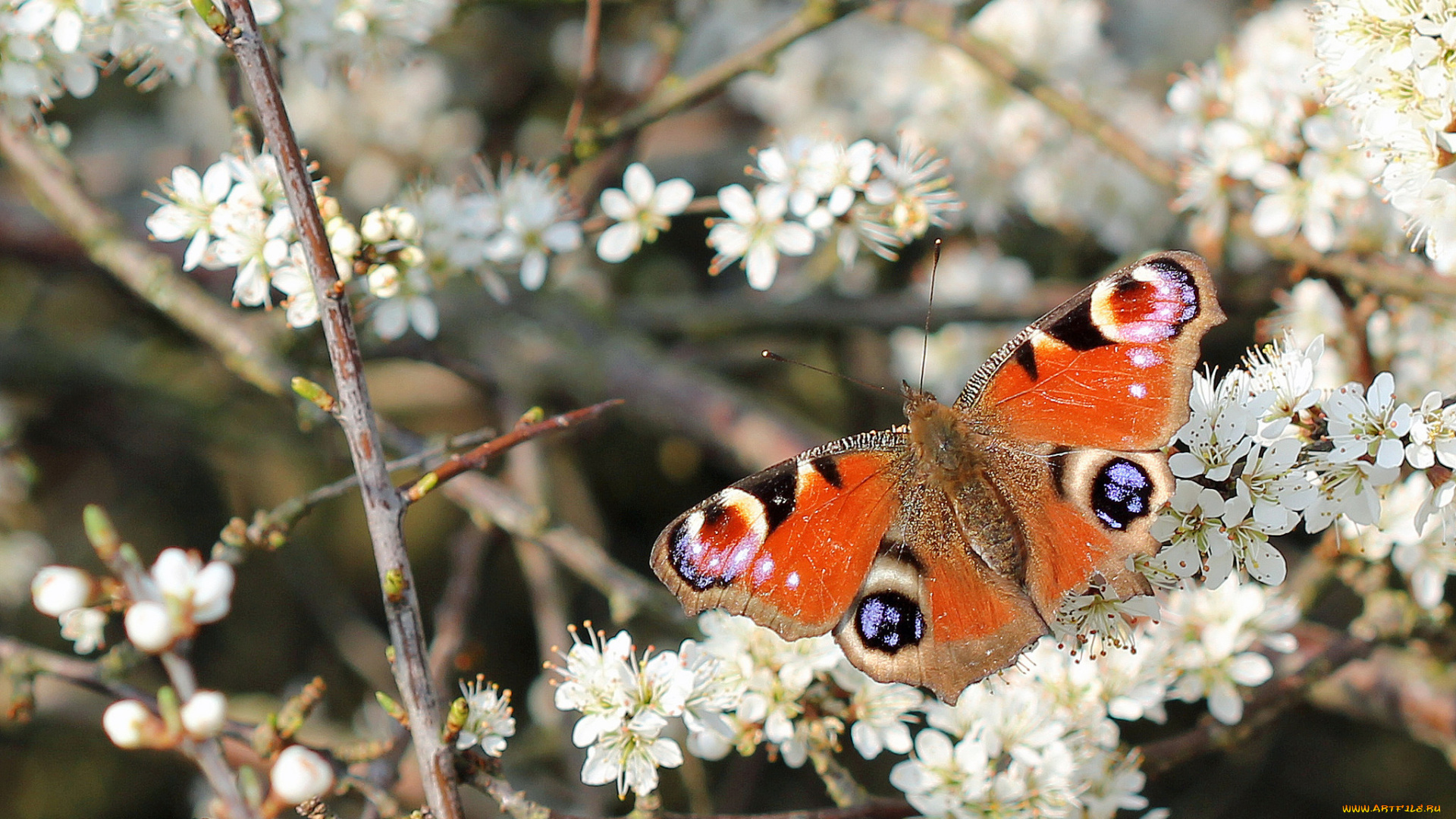 животные, бабочки, , мотыльки, , моли, цветы, бабочка, дерево, весна