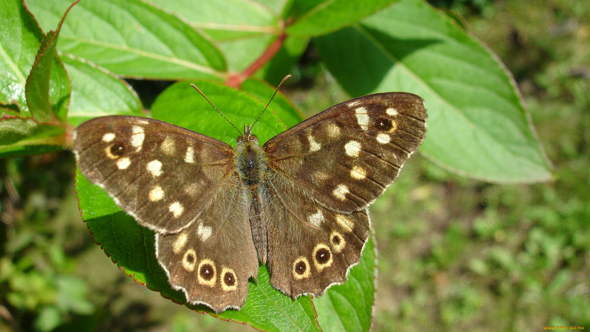 животные, бабочки, , мотыльки, , моли, узор, крылья, листья, бабочка, макро