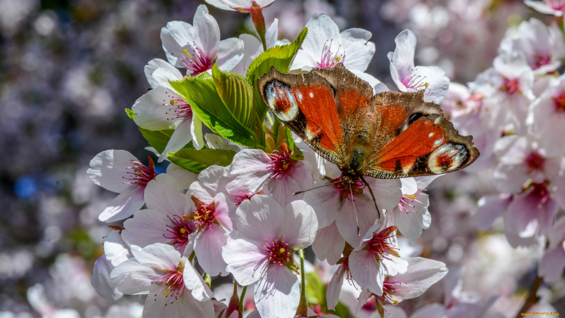 животные, бабочки, , мотыльки, , моли, весна, цветение, дерево, бабочка