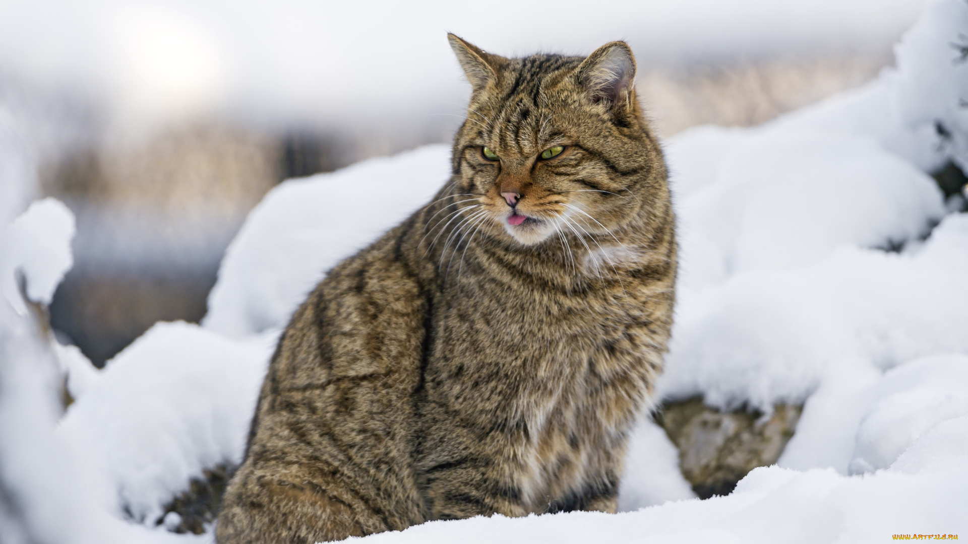 животные, дикие, кошки, хищник, дикий, лесной, кот, снег