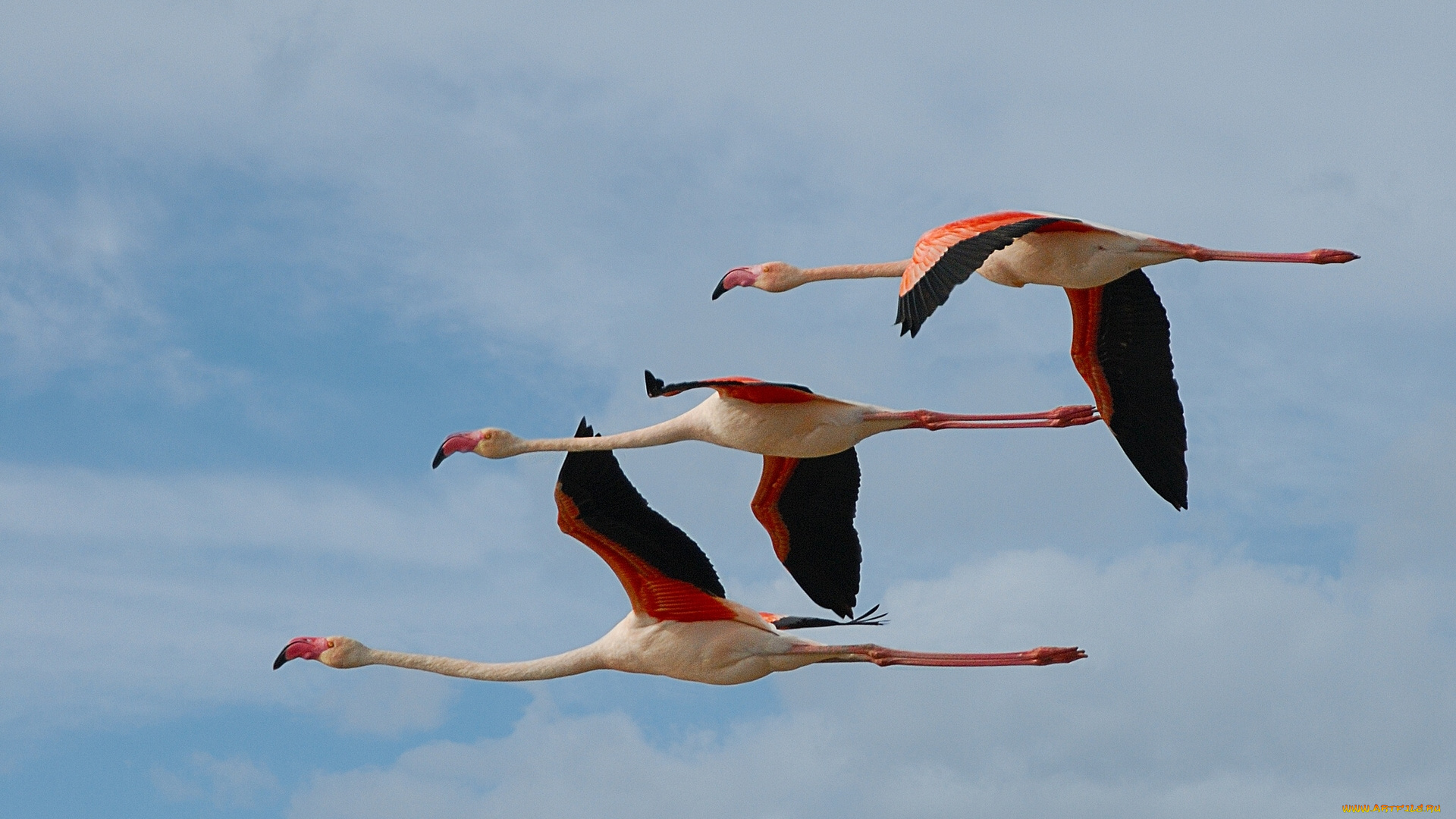 животные, фламинго, полёт, птицы