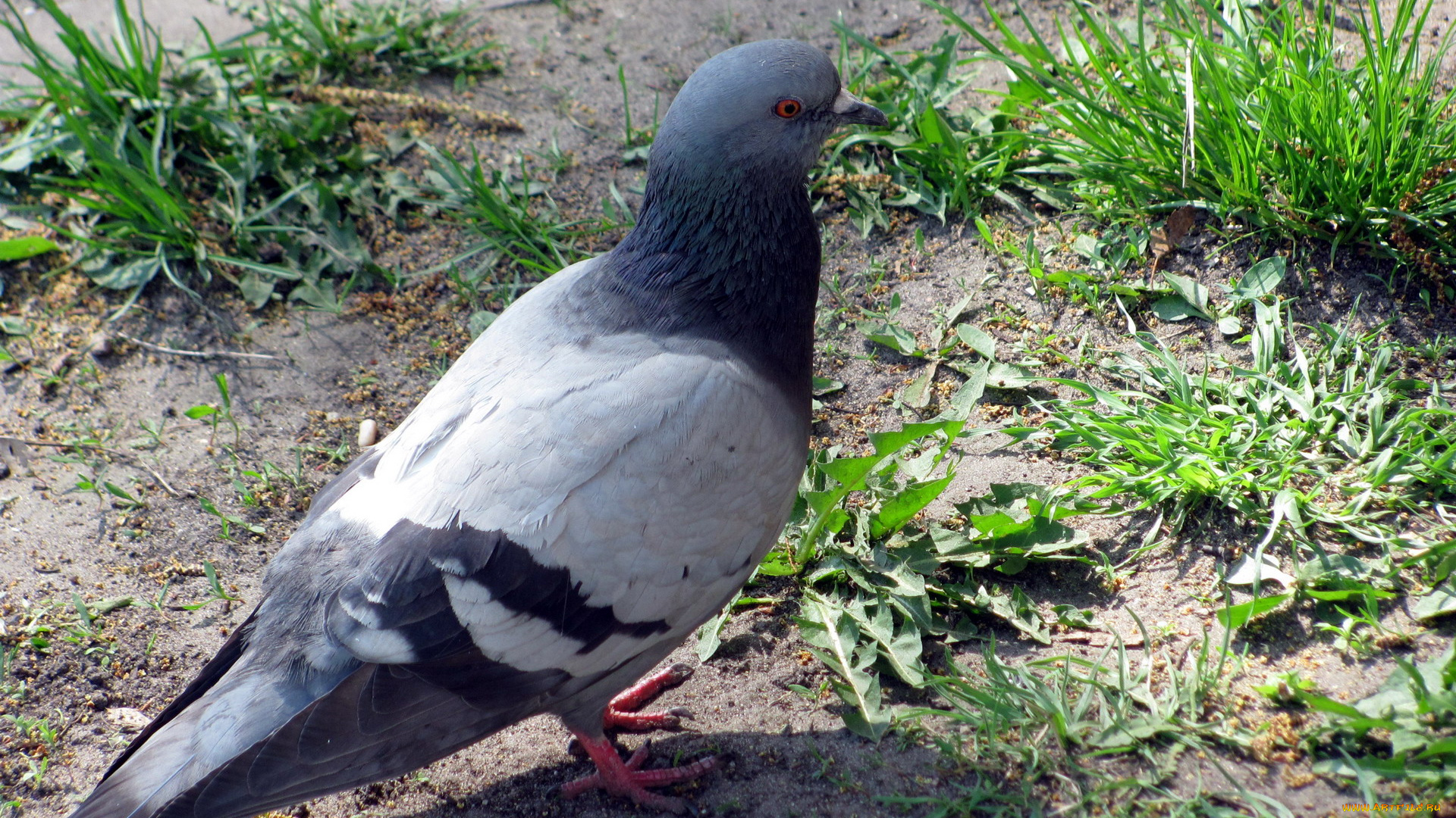 животные, голуби, трава