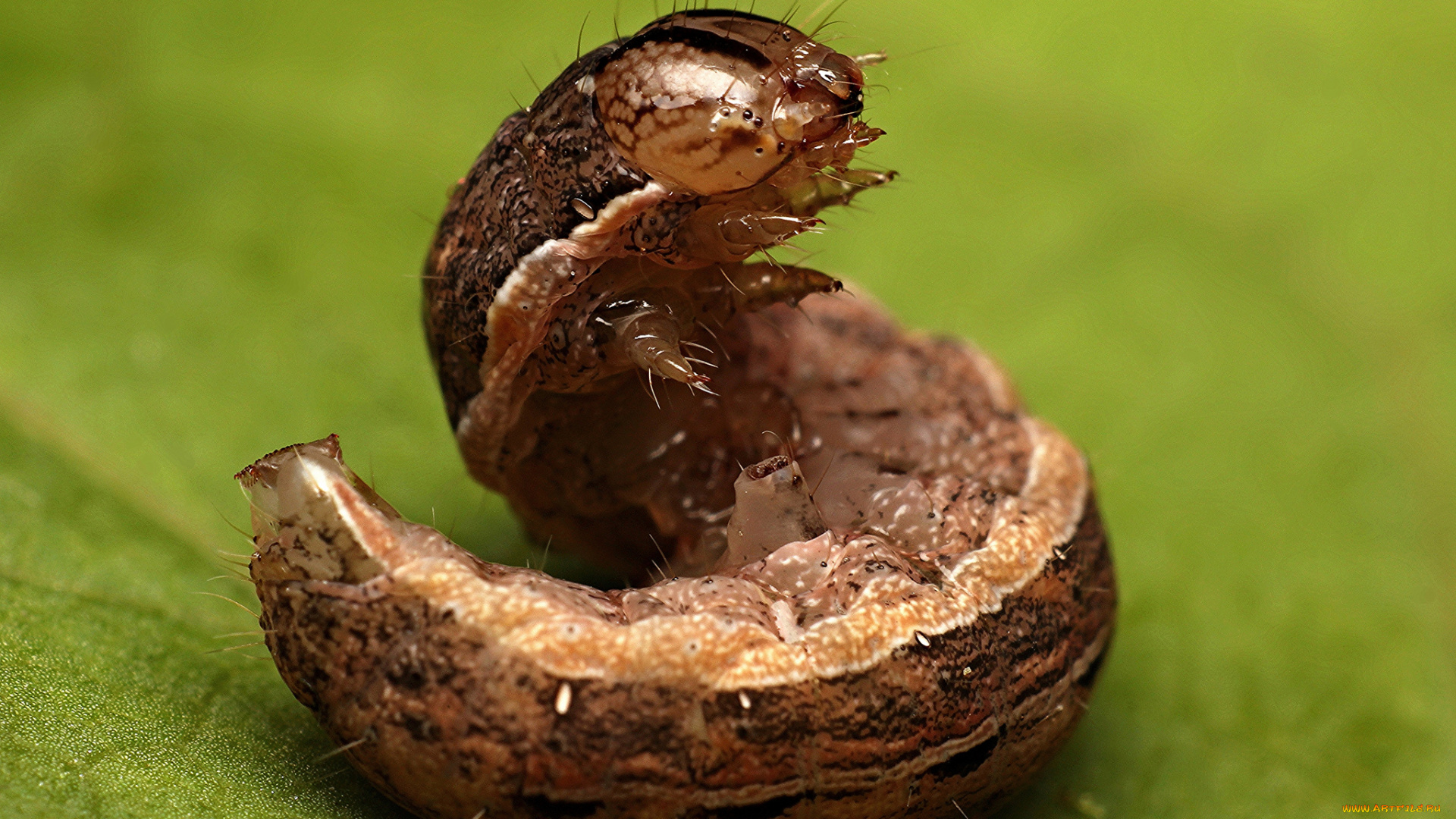 животные, гусеницы, лист, макро, гусеница