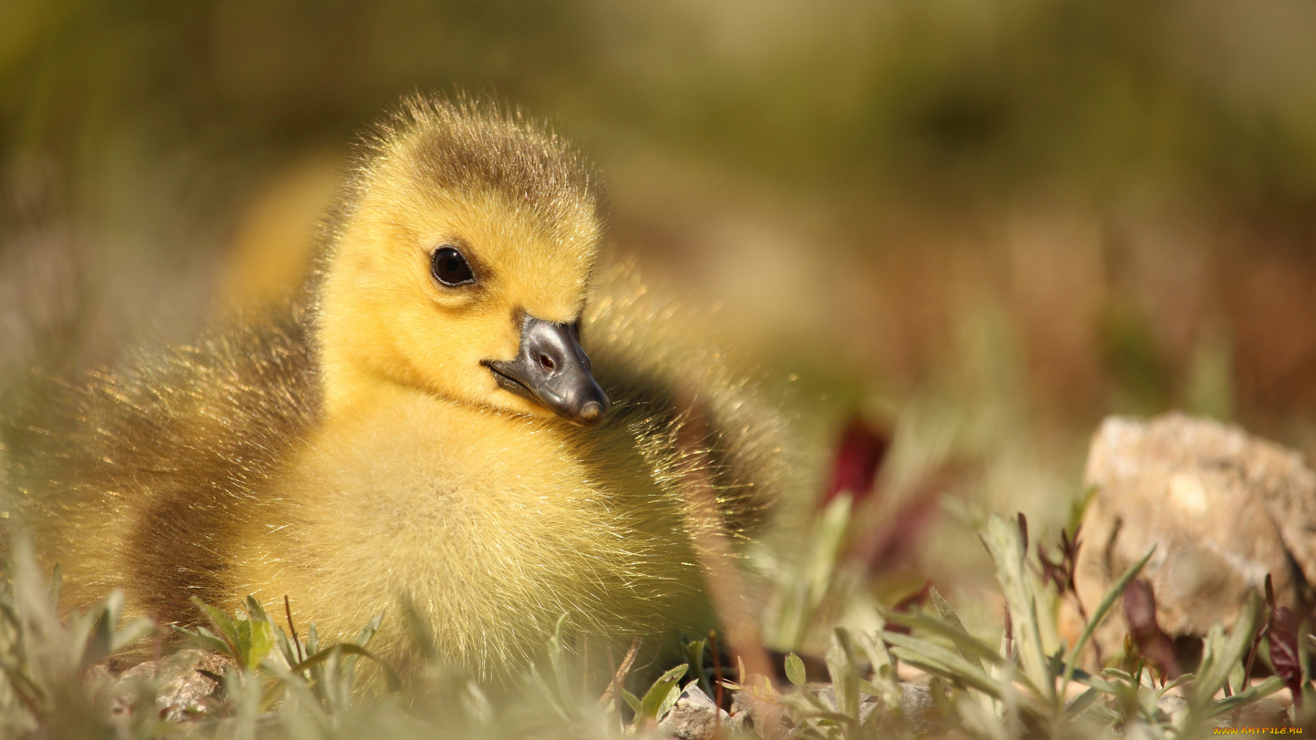 животные, гуси, птенец, малыш, гусёнок, луг, макро
