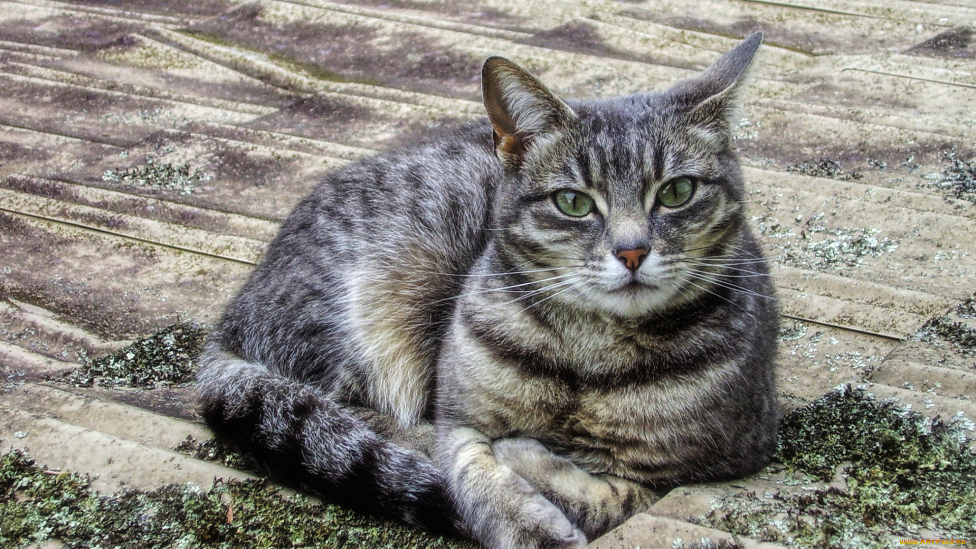 животные, коты, киса