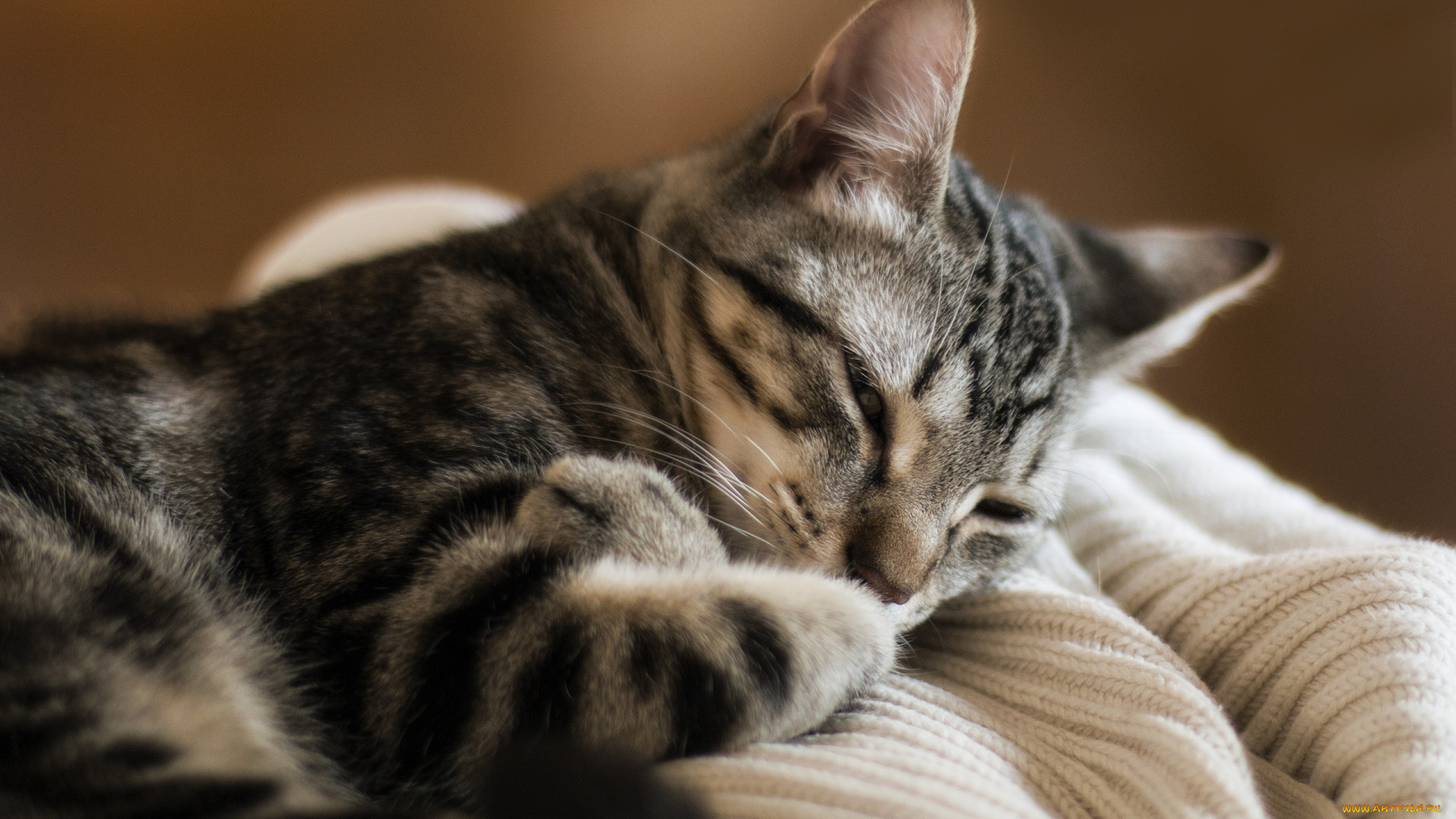 животные, коты, кошка, дрёмка, отдых, фон