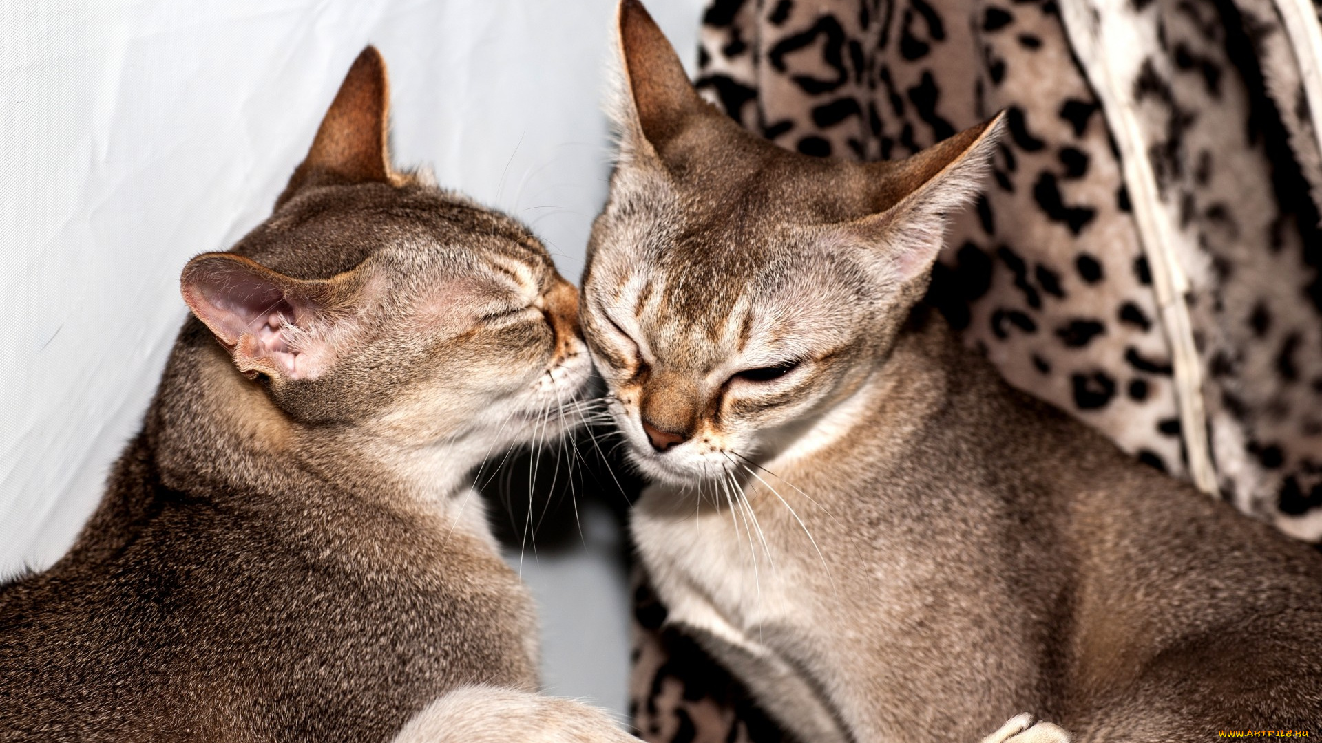 животные, коты, сингапурские, кошки, окрас, сепия, агути, ласки, фон