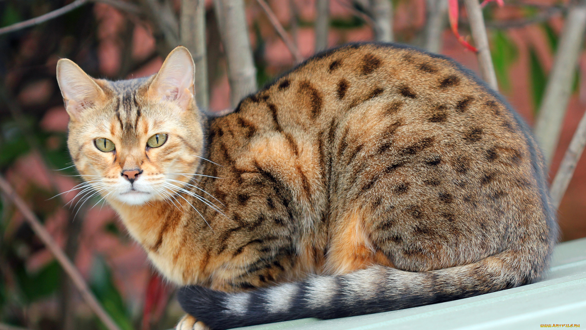 животные, коты, взгляд, коте, киса, ушки, усы, бенгальский, кот