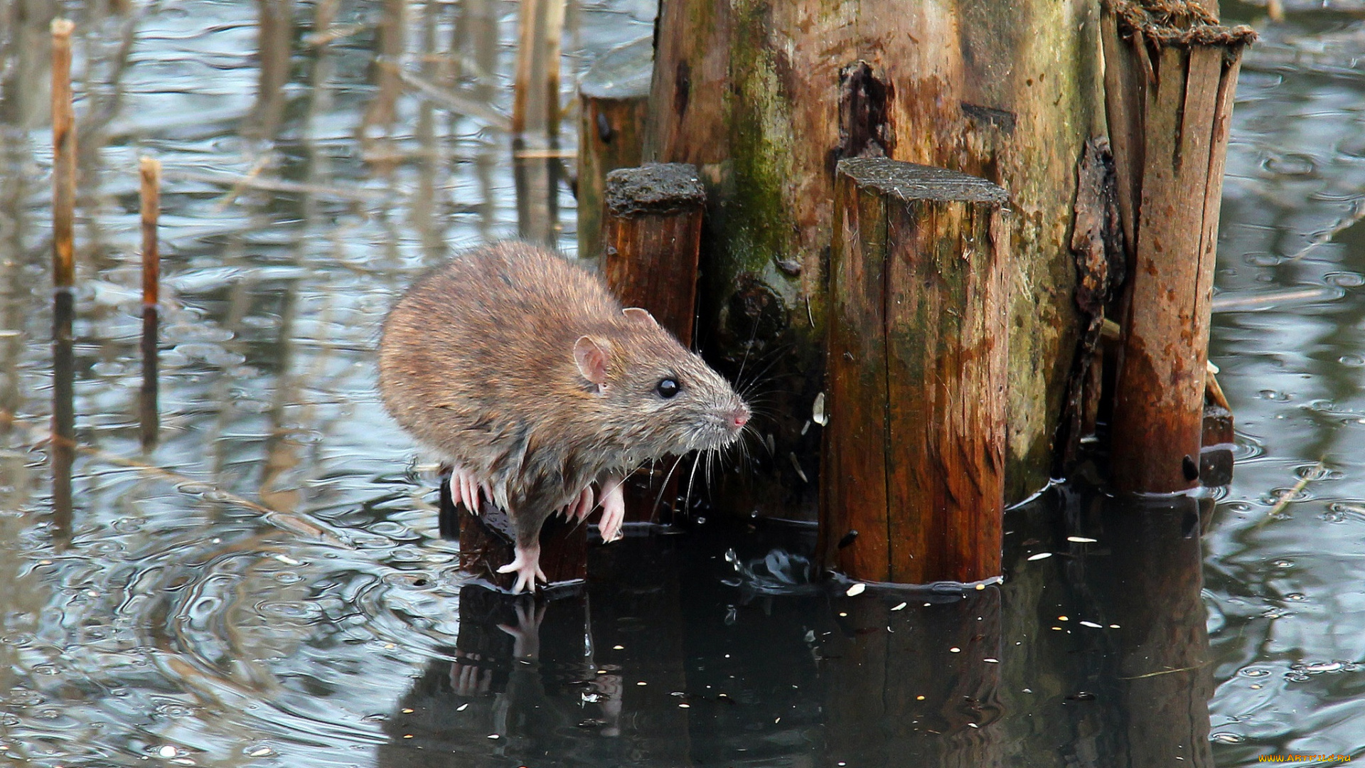 животные, крысы, , мыши, лужа, мышь, пень, вода