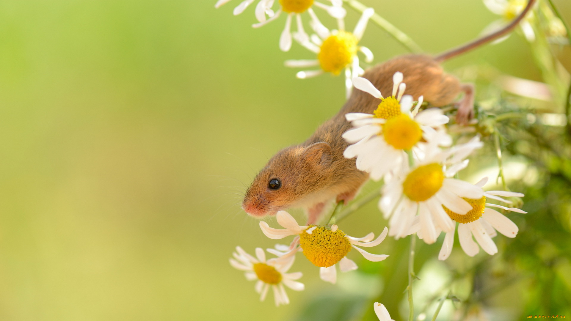 животные, крысы, , мыши, природа, лето, harvest, mouse