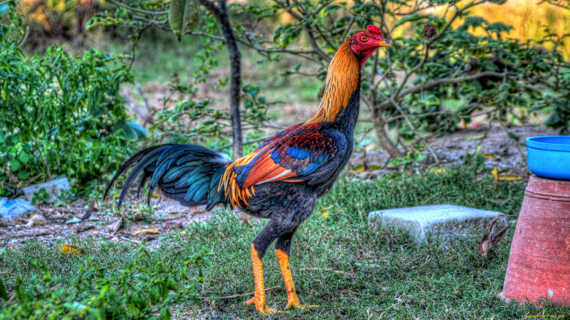 животные, куры, , петухи, петух, бойцовый