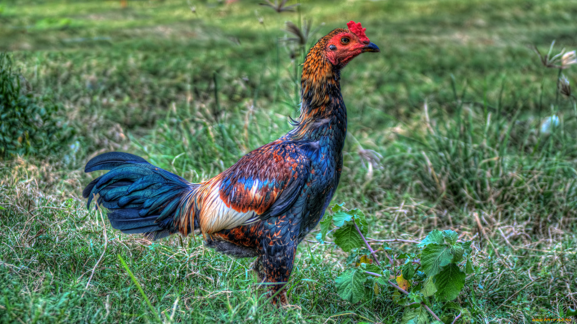 животные, куры, , петухи, петух, бойцовый