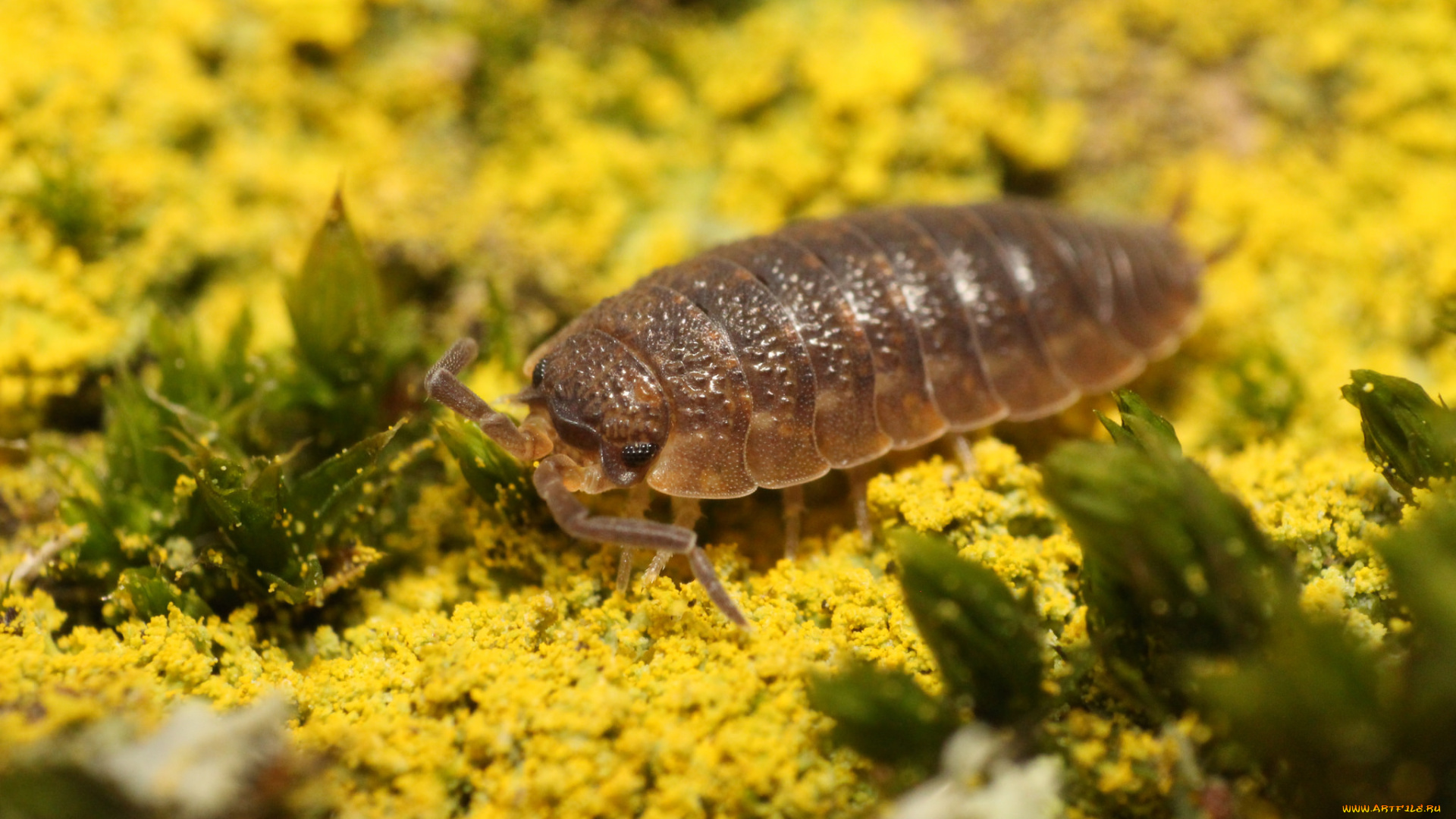 животные, насекомые, насекомое, мокрица, макро, цветы