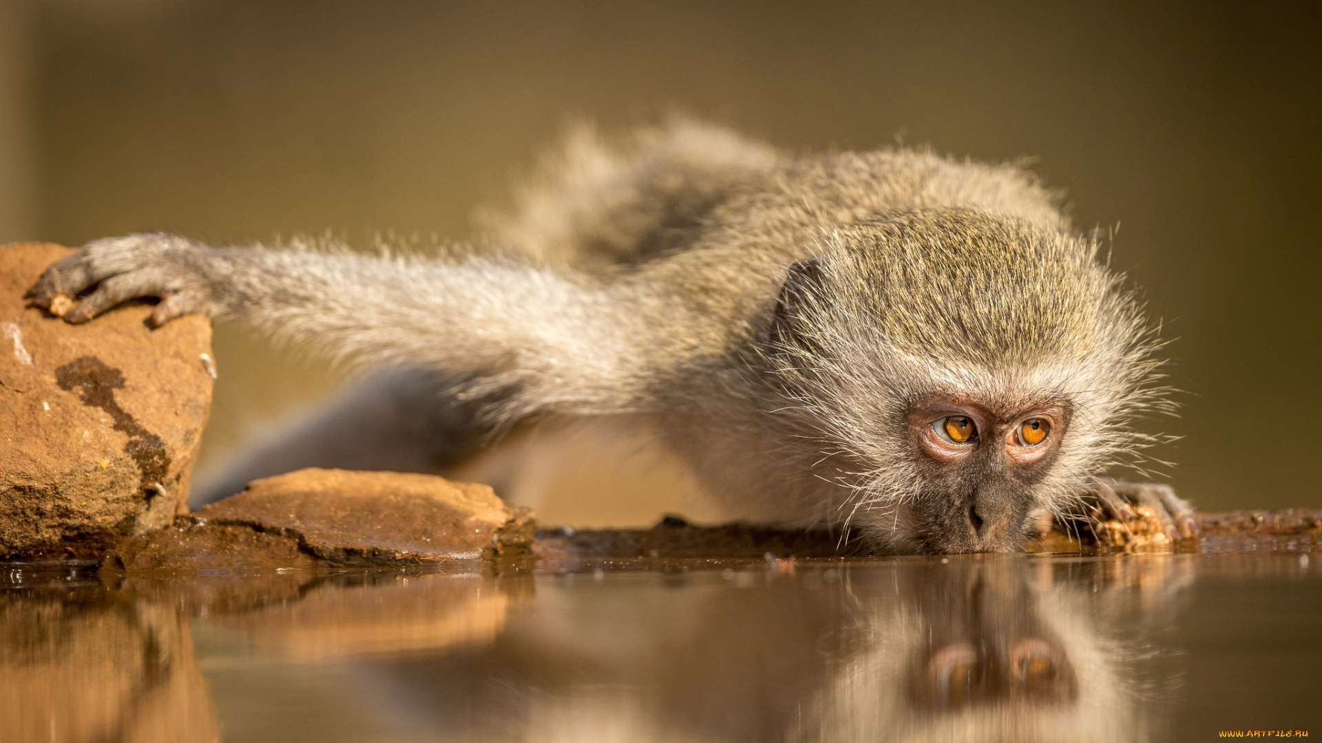 животные, обезьяны, южная, африка, зиманга, обезьяна, водопой