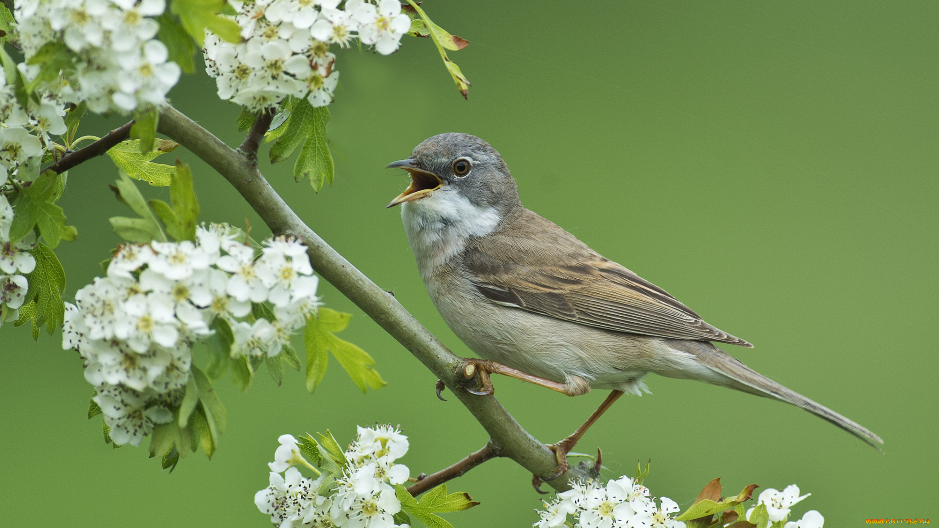 животные, птицы, фон, ветка, цветы, весна, птица