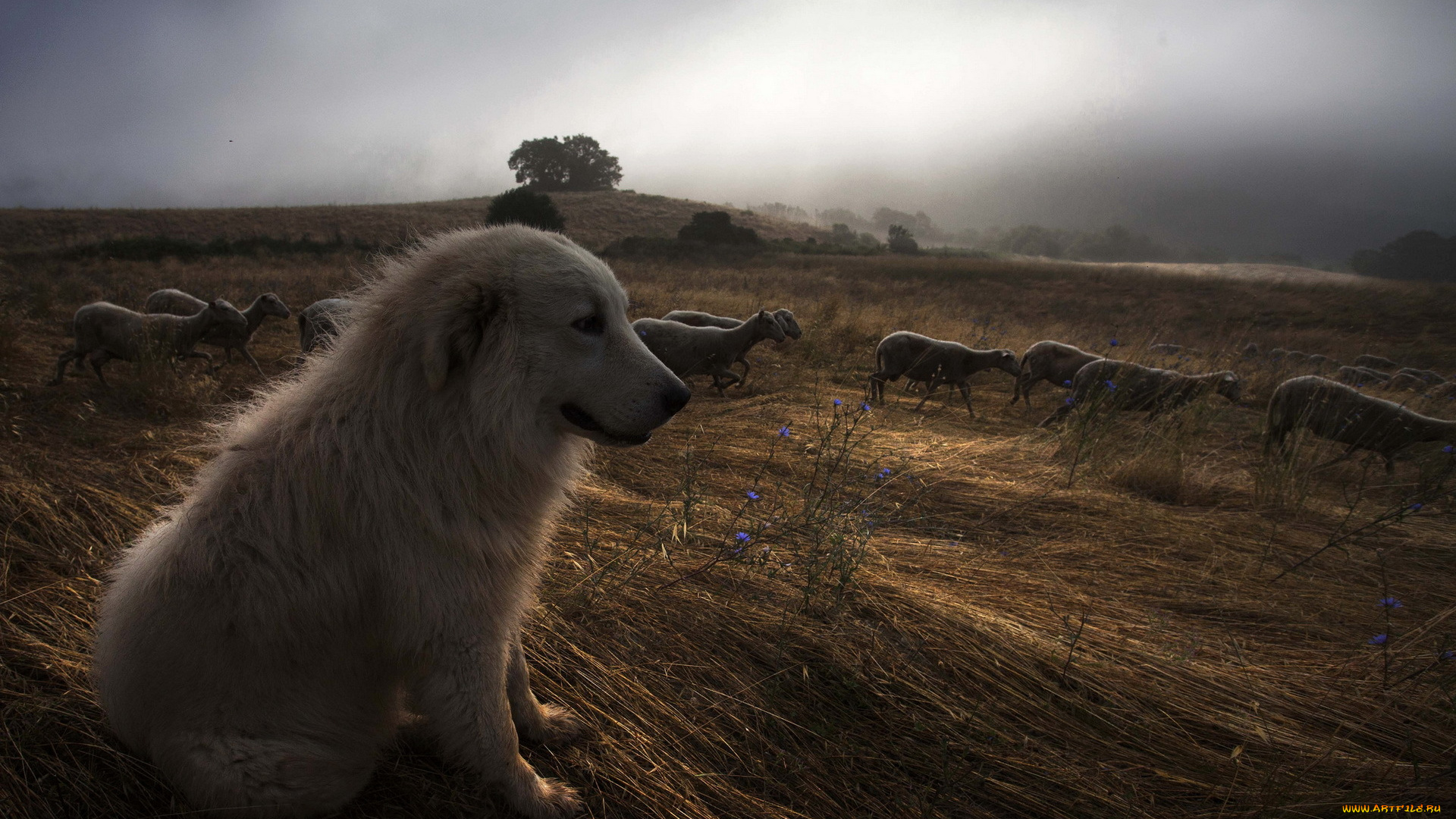 животные, разные, вместе, собака, овцы, ночь
