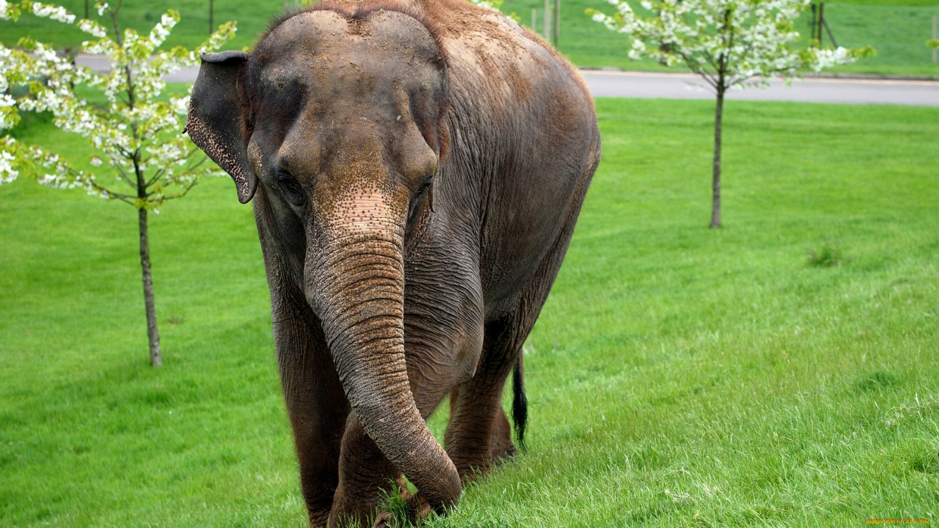 животные, слоны, слон, млекопитающее, трава, деревья, цвет