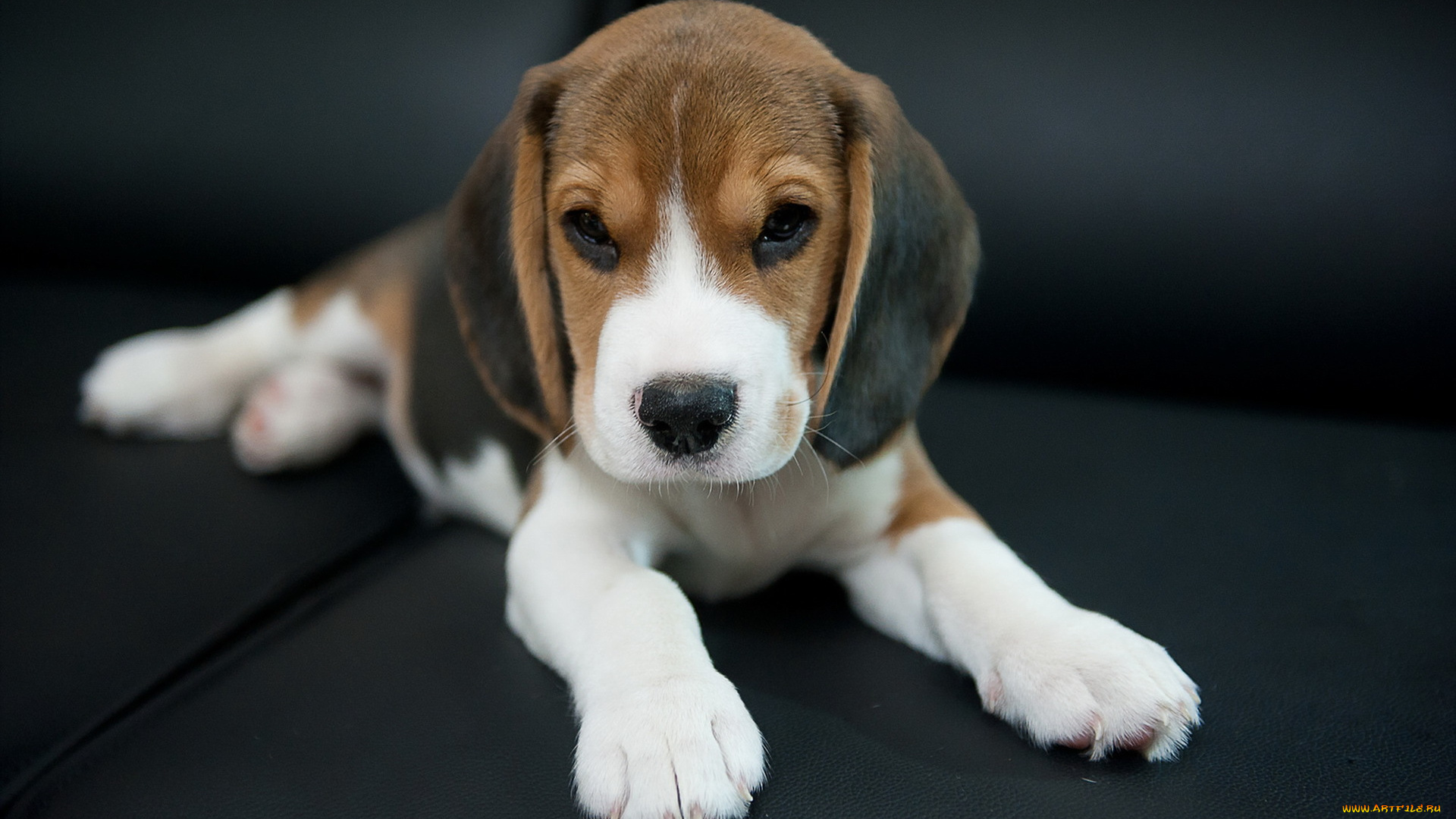 животные, собаки, бигль, друг, собака, взгляд