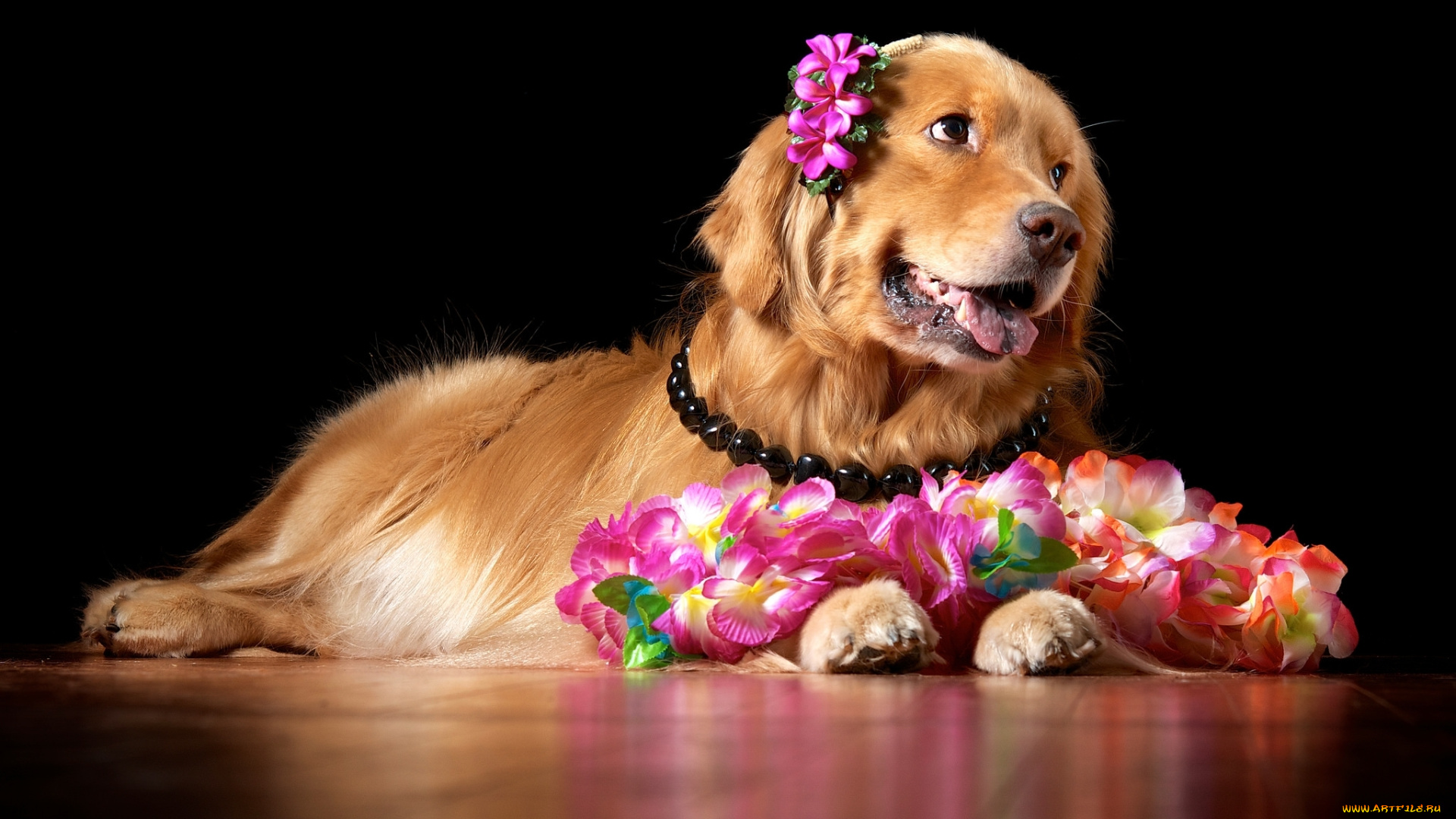 животные, собаки, цветы, ретривер, красавица, бусы