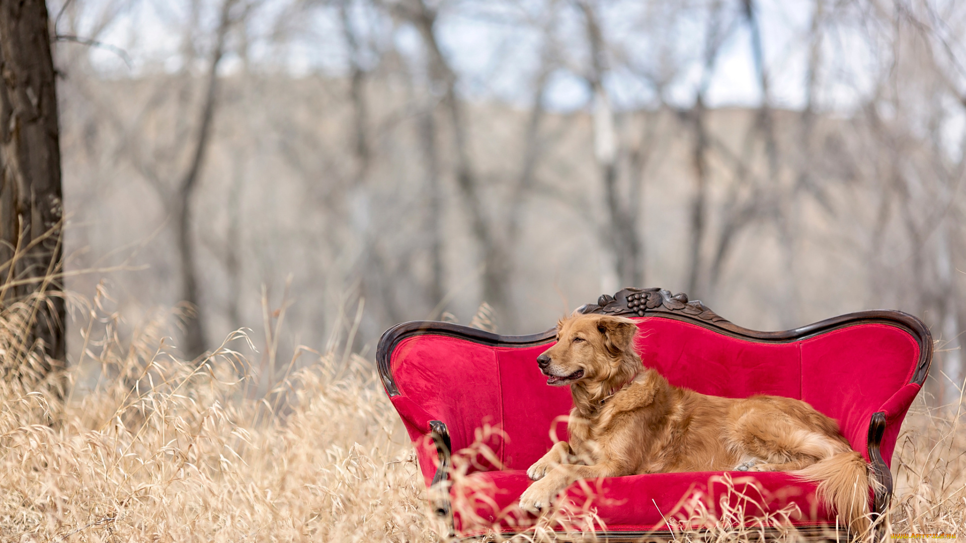 животные, собаки, red, chair, природа, golden, retriever, диван