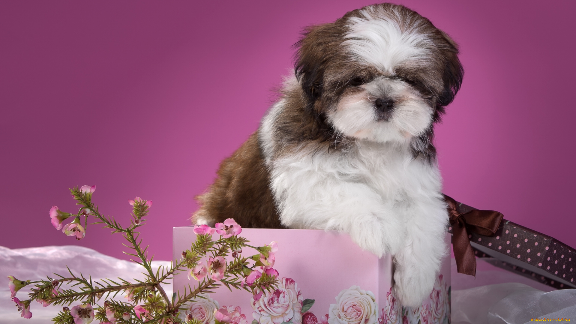 животные, собаки, щенок, коробка, цветы, ши-тцу