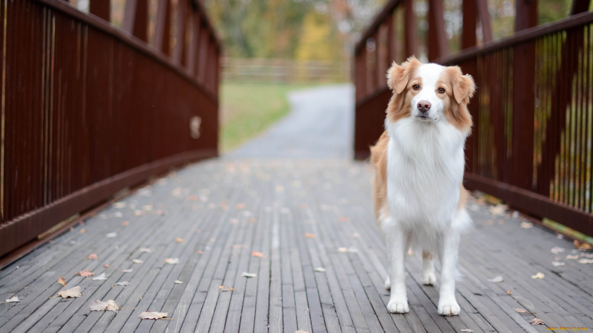 животные, собаки, собака, друг, взгляд