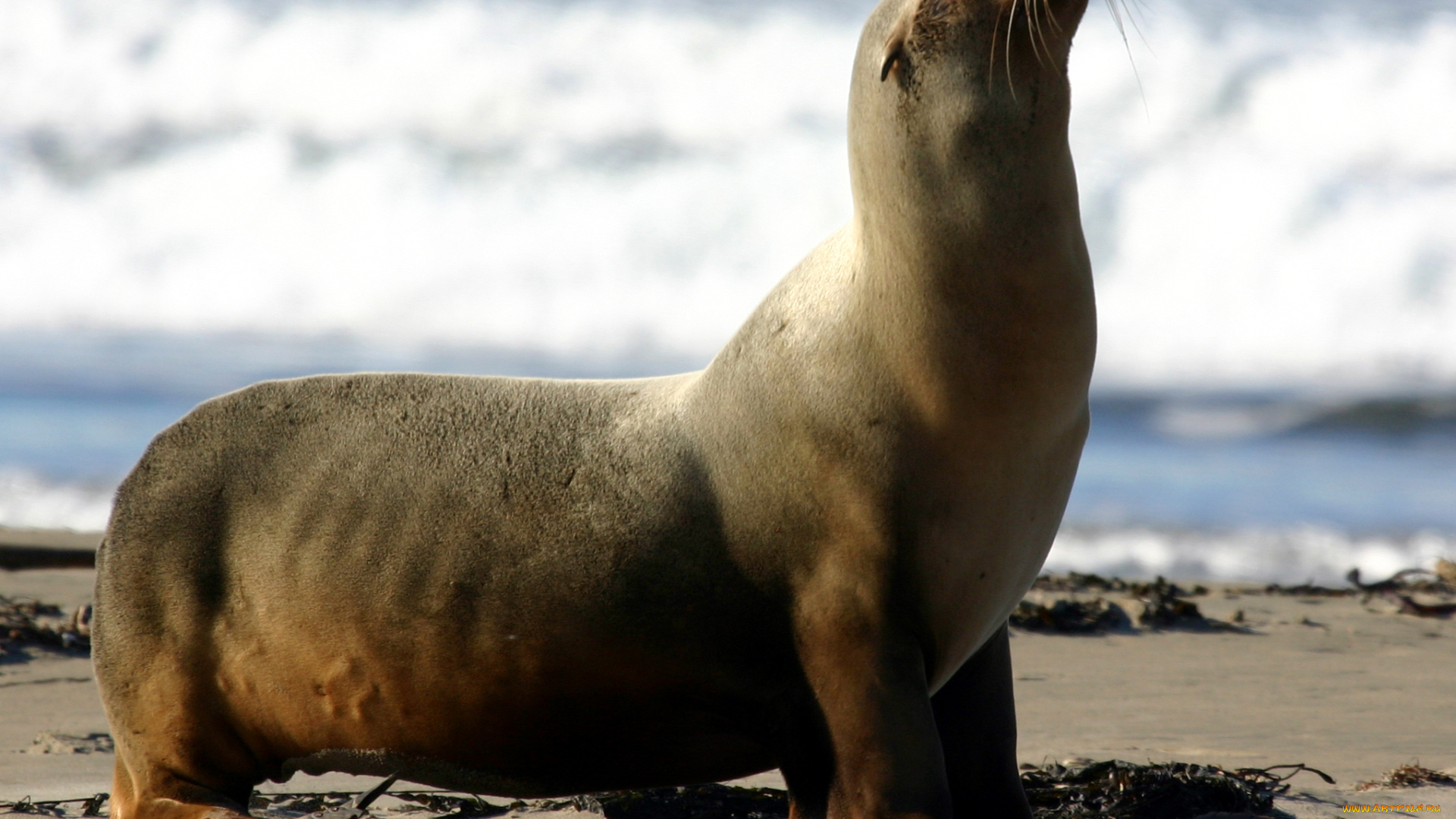 животные, тюлени, , морские, львы, , морские, котики, море, берег, песок, водоросли, морской, котик