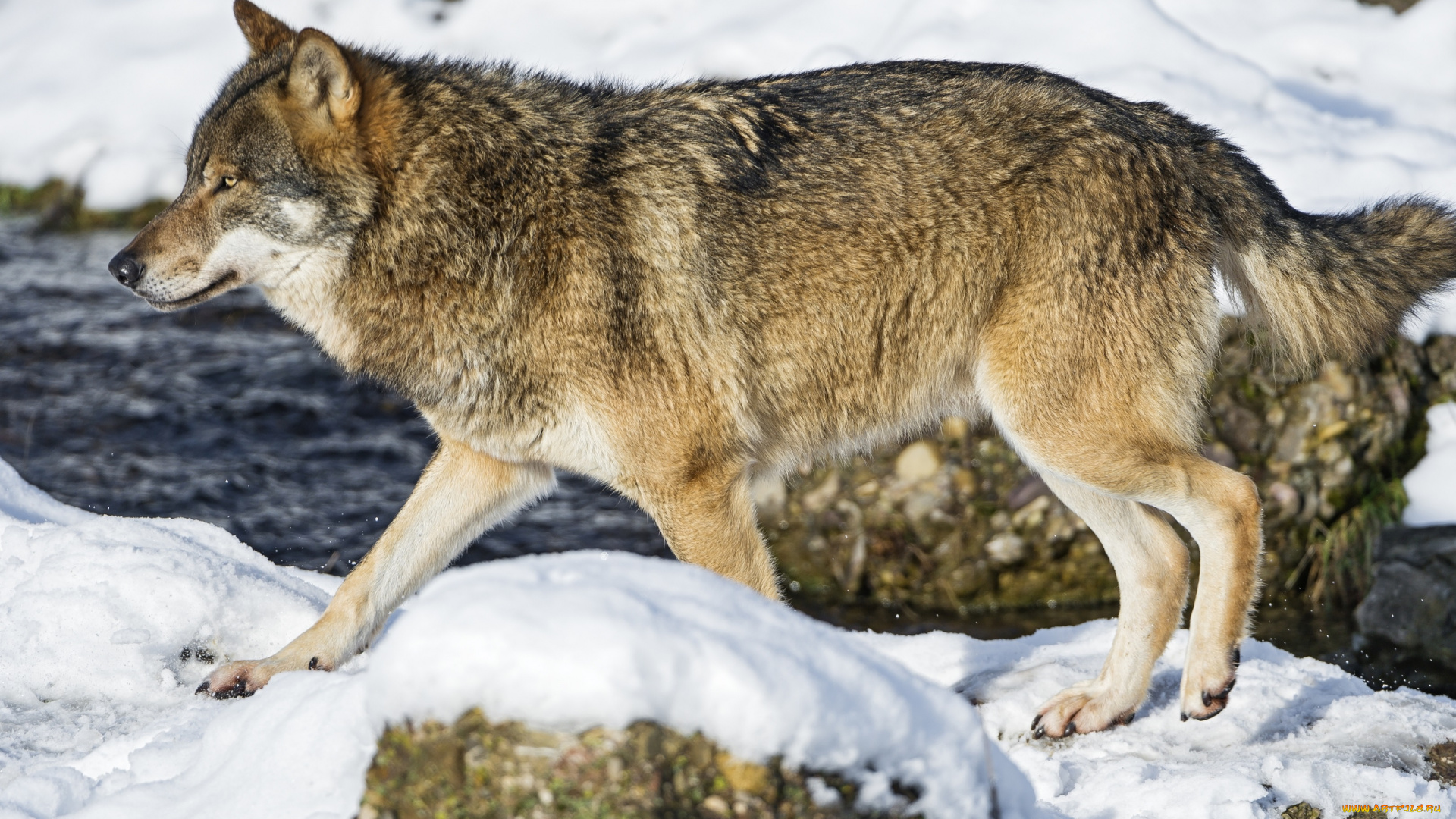животные, волки, , койоты, , шакалы, река, снег, красавец, хищник, волк
