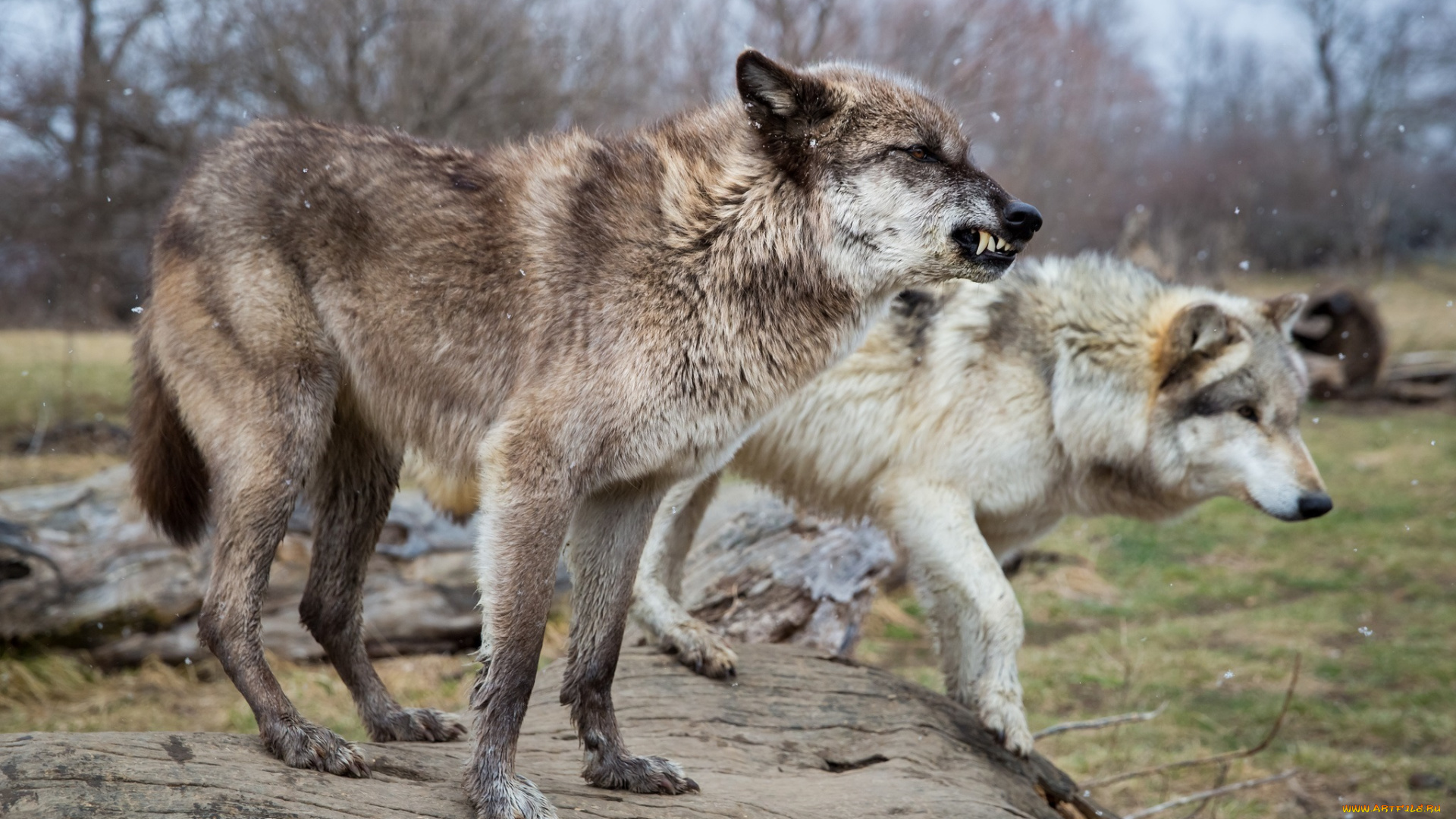 животные, волки, , койоты, , шакалы, снег, бревно, поза, клыки, оскал, профиль, хищники, пара