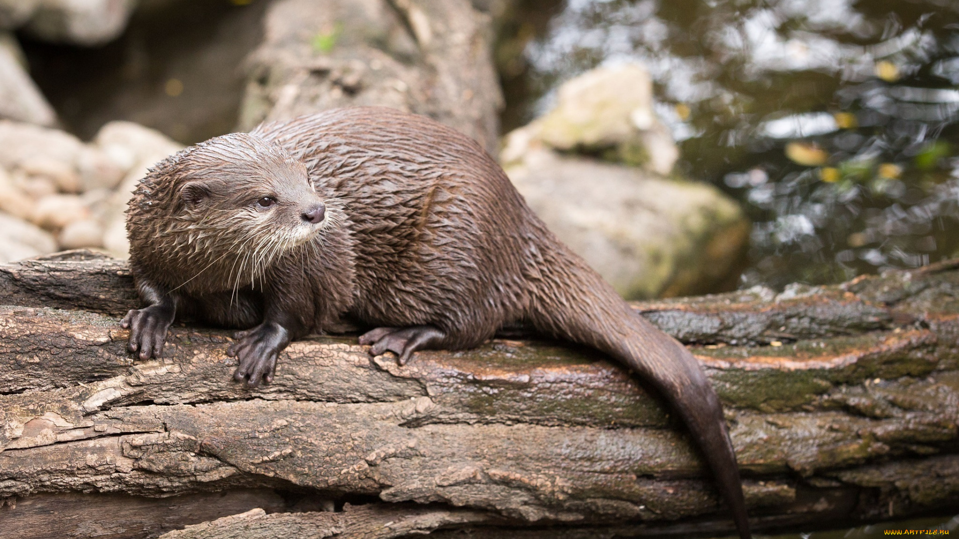 животные, выдры, , каланы, , ондатры, бревно, водоём, хвост, мордочка, хищник, выдра