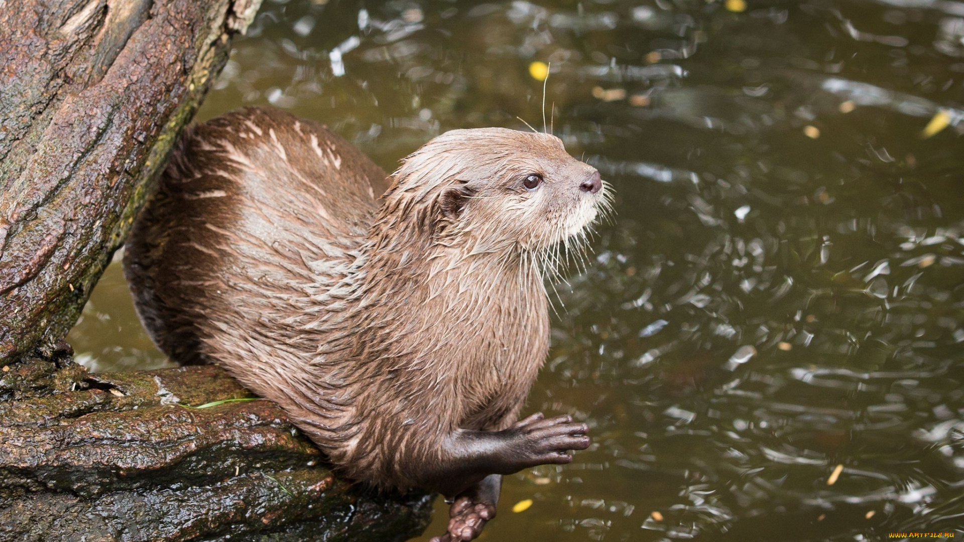 животные, выдры, , каланы, , ондатры, хищник, выдра, лапки, мордочка, поза, бревно, водоём