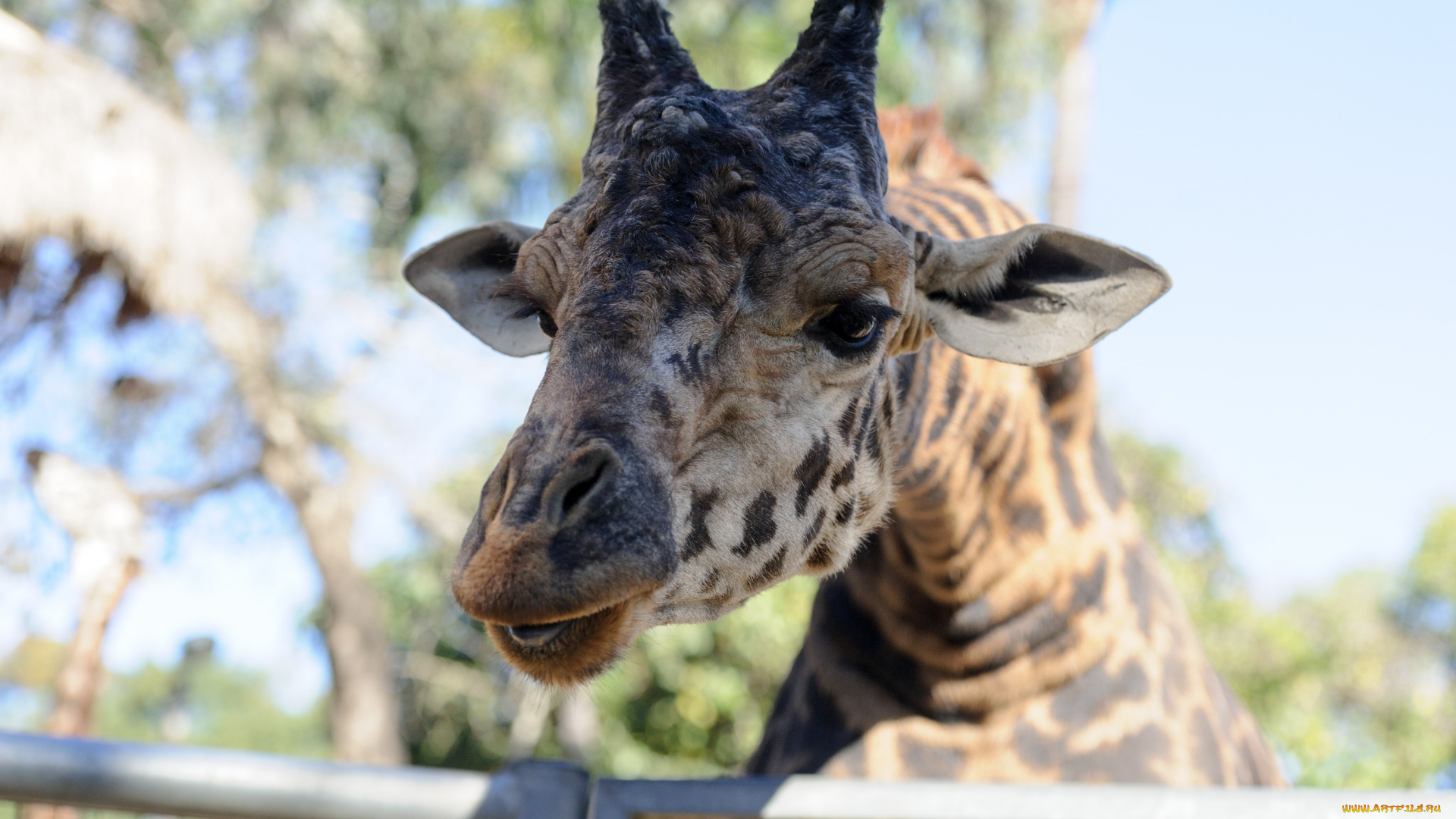 животные, жирафы, пятна, портрет, морда, свет, зоопарк