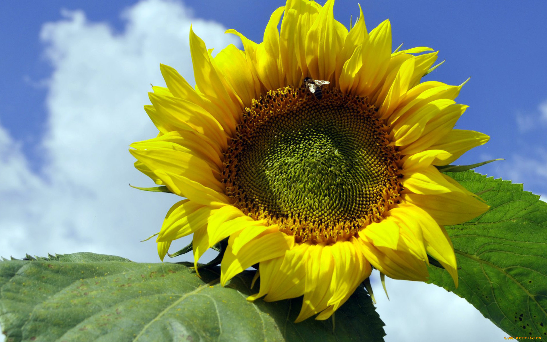 цветы, подсолнухи, лепестки, желтые