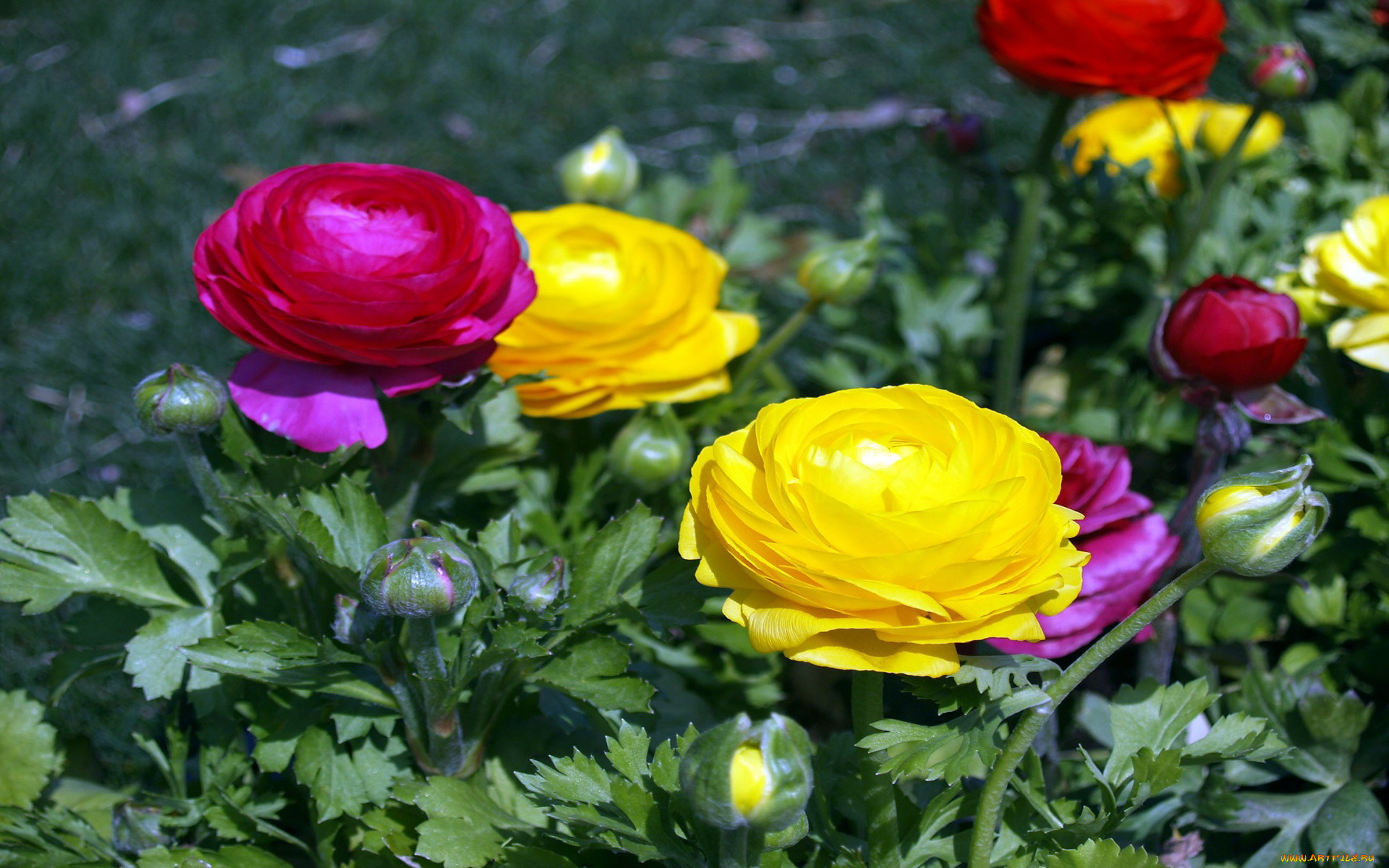 цветы, ранункулюс, , азиатский, лютик, малиновый, желтый