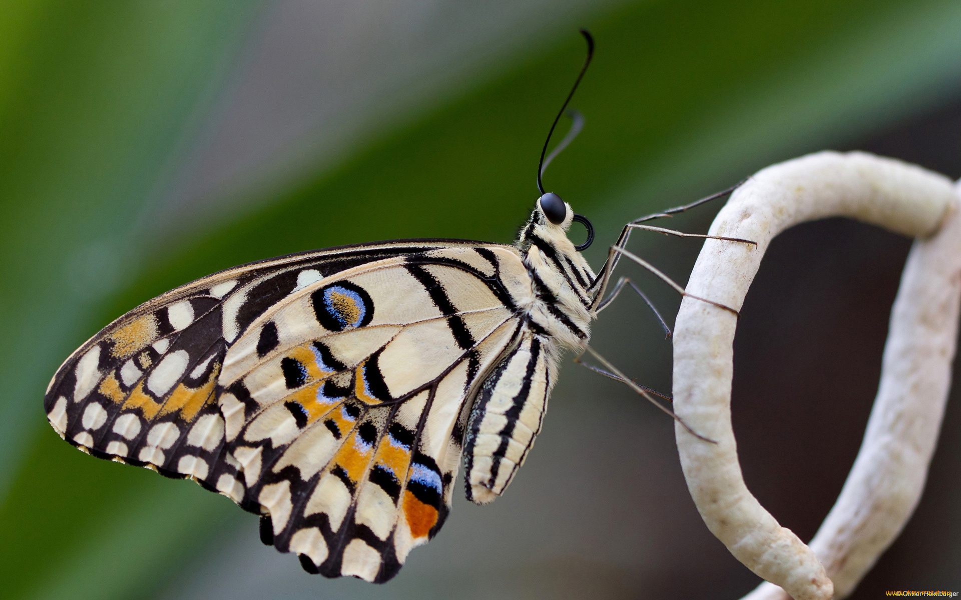 животные, бабочки, , мотыльки, , моли, бабочка