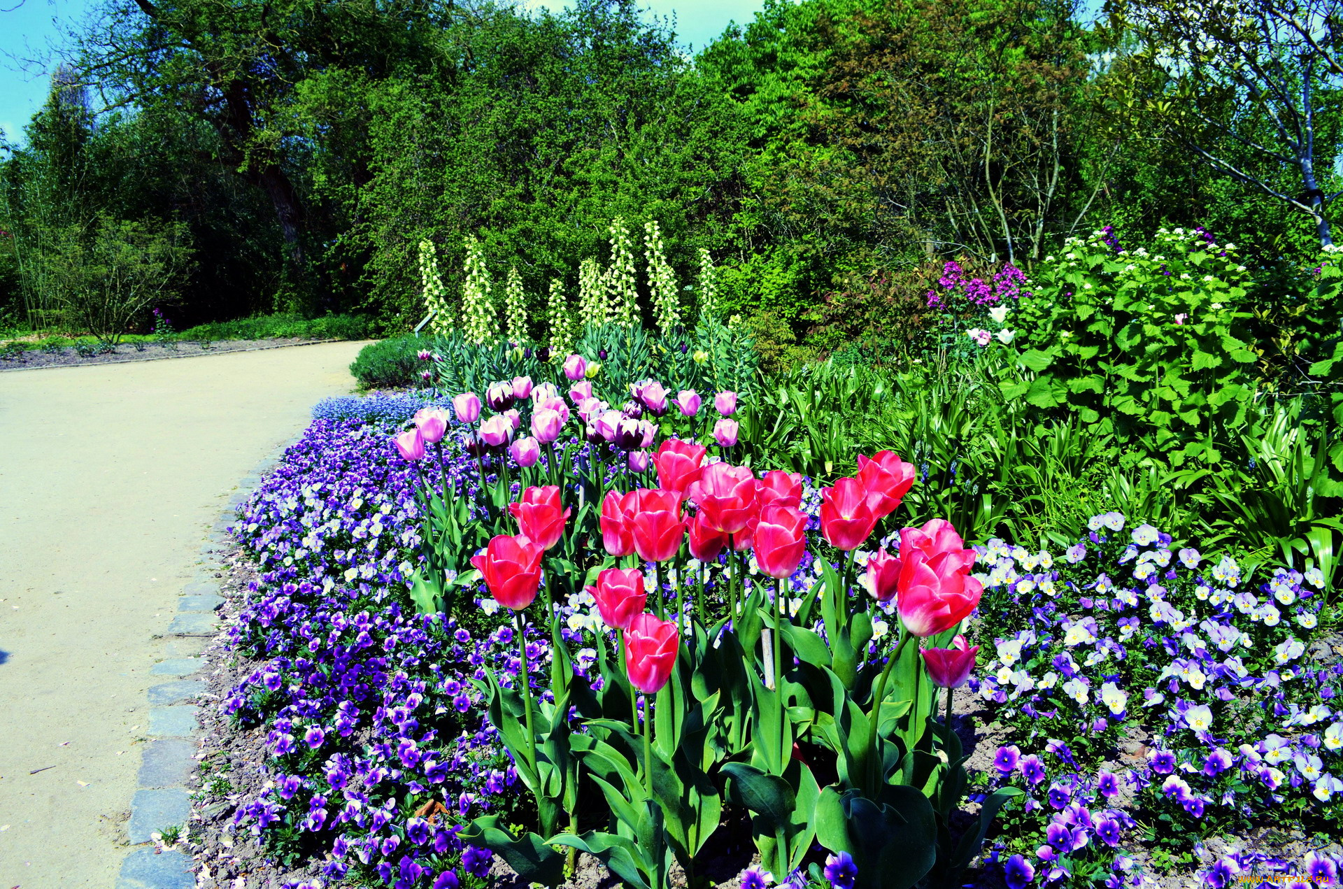 цветы, разные, вместе, клумба