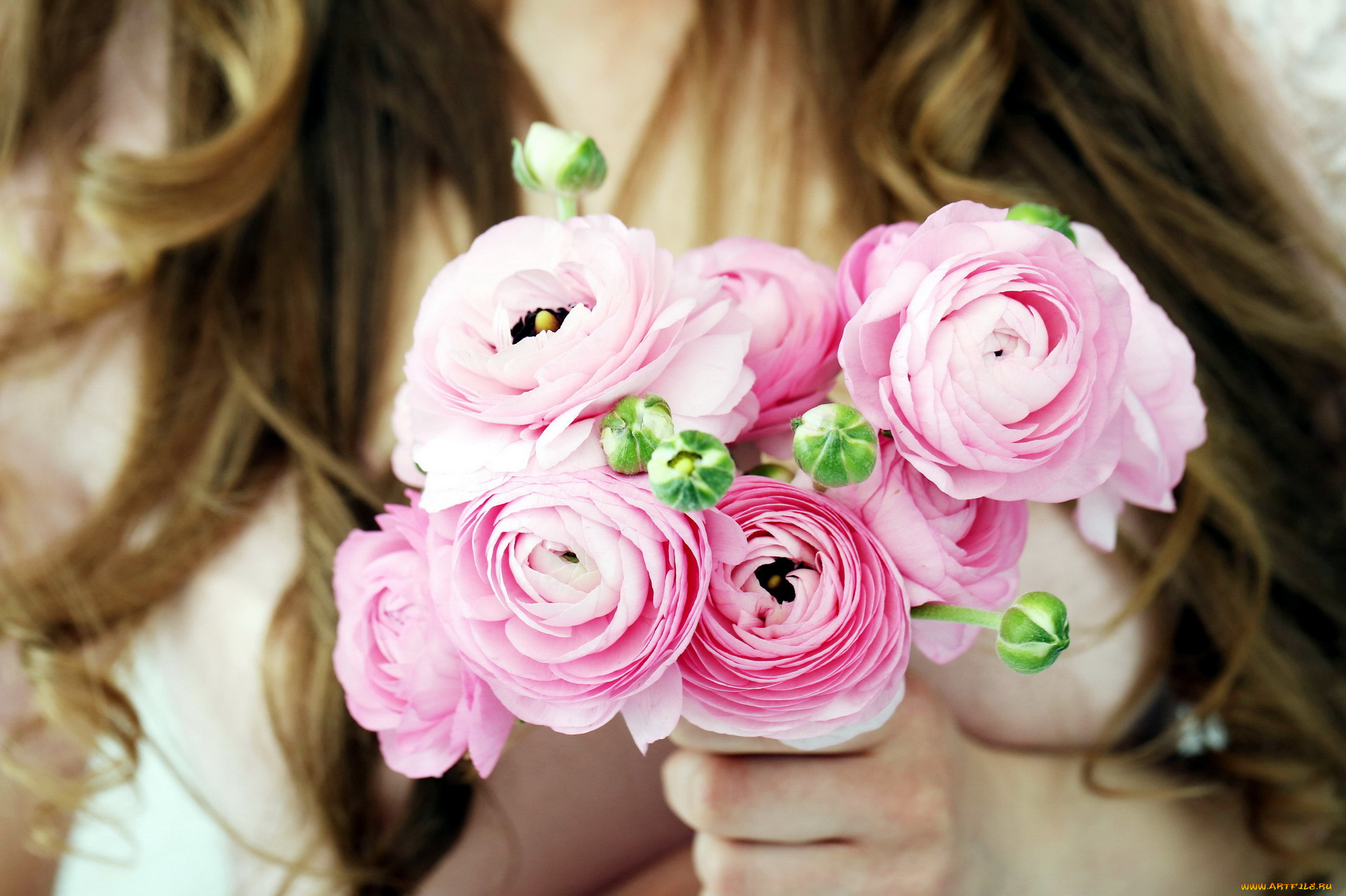 цветы, ранункулюс, , азиатский, лютик, розовый