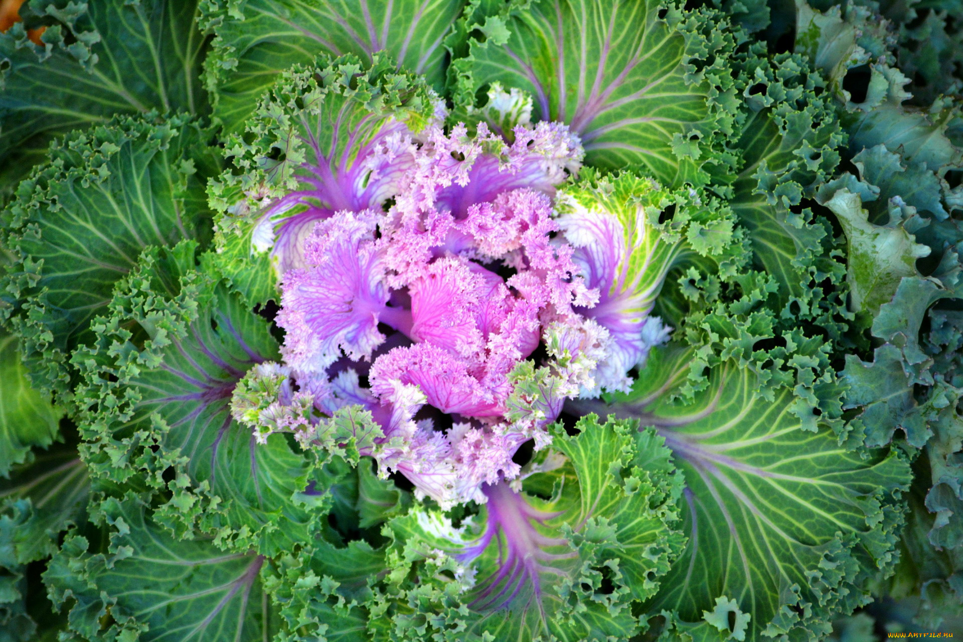 цветы, декоративная, капуста, макро