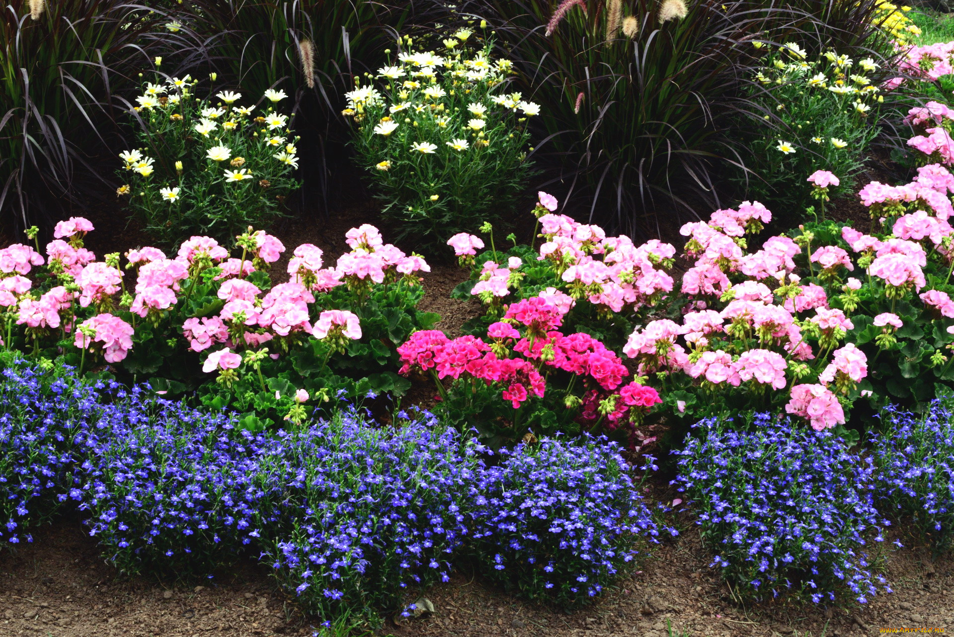 цветы, разные, вместе, клумба