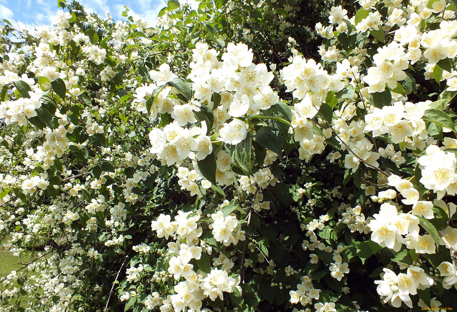цветы, жасмин, белый