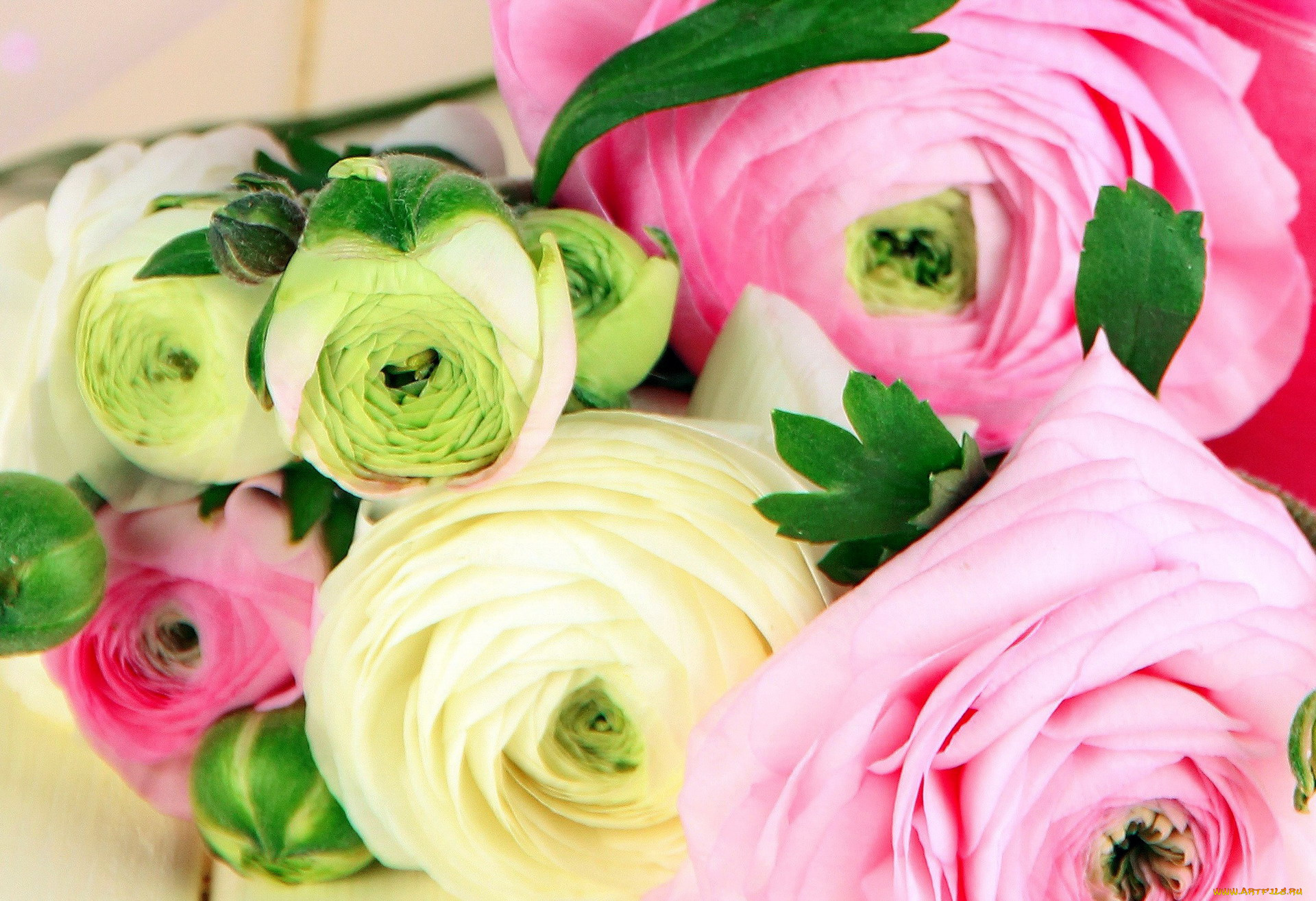 цветы, ранункулюс, , азиатский, лютик, кремовый, розовый