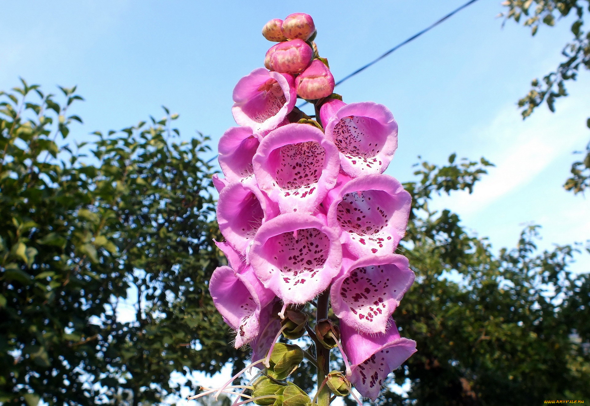 цветы, дигиталис, , наперстянка