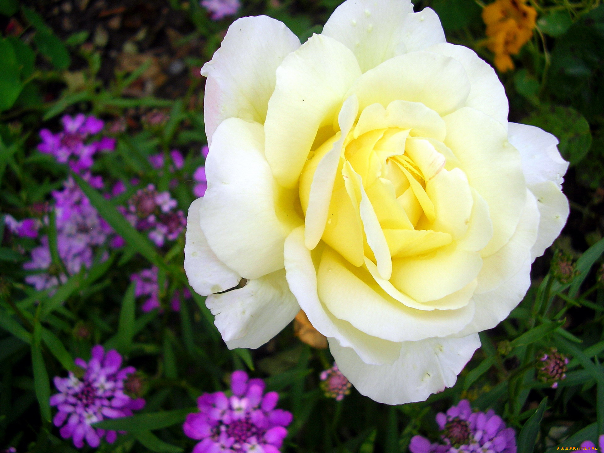 цветы, розы, макро