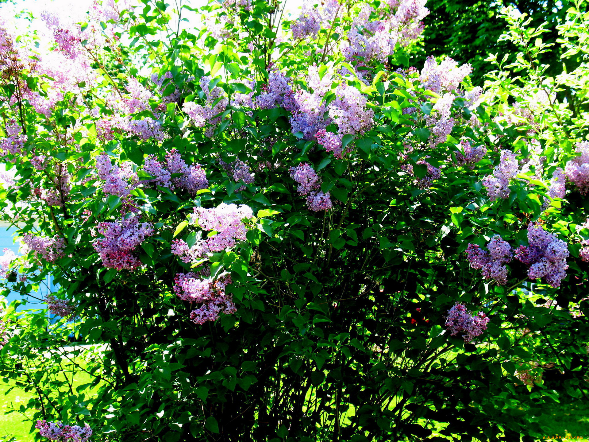 цветы, сирень, куст