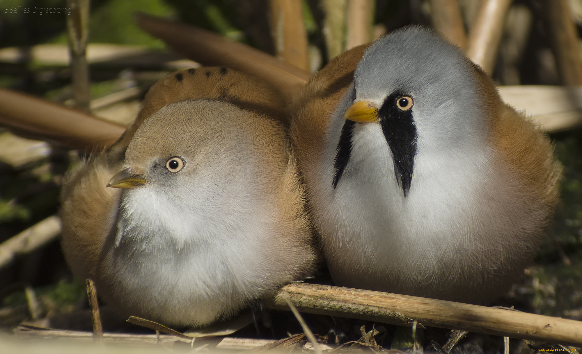 животные, птицы, пара, макро