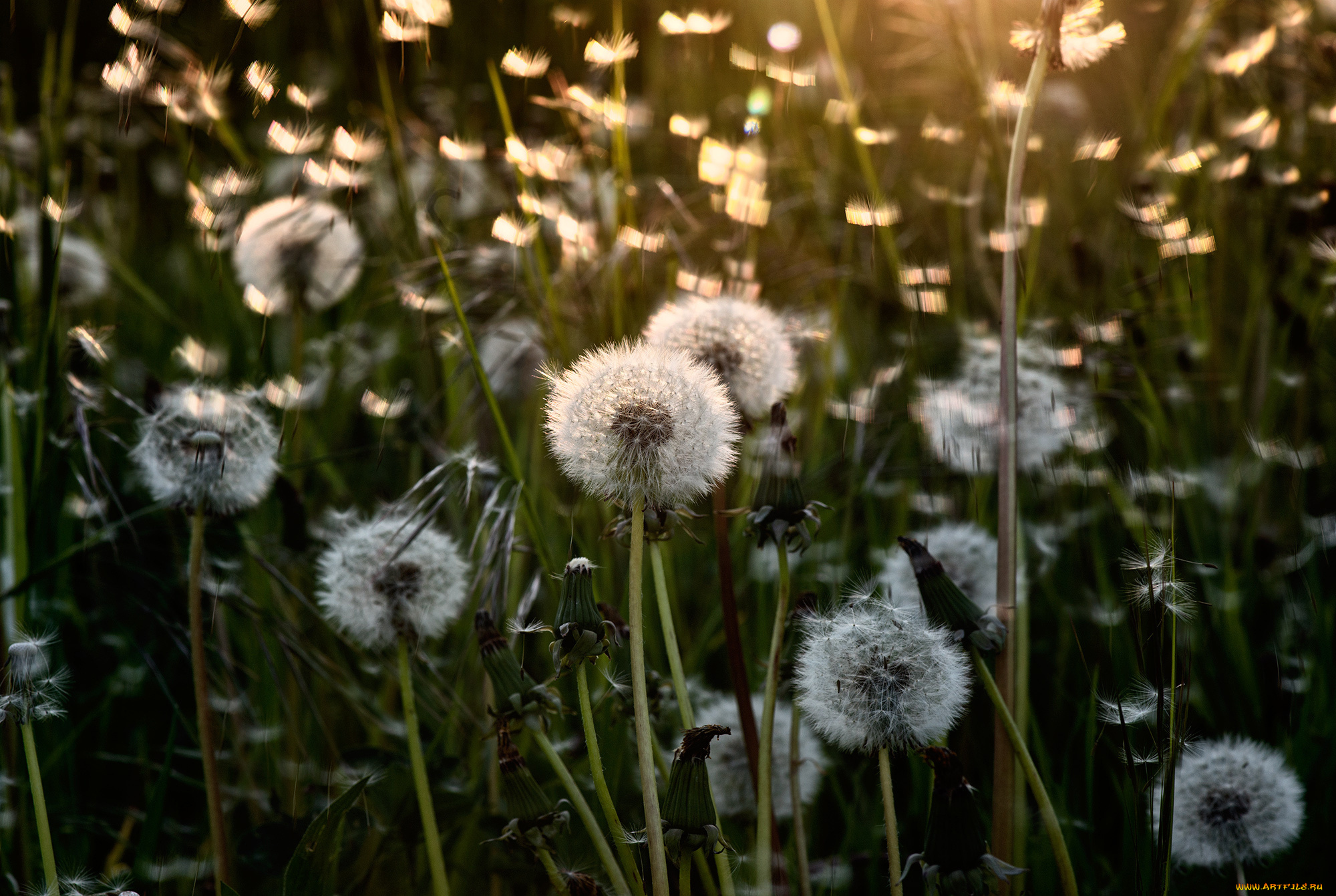 цветы, одуванчики, свет, лето