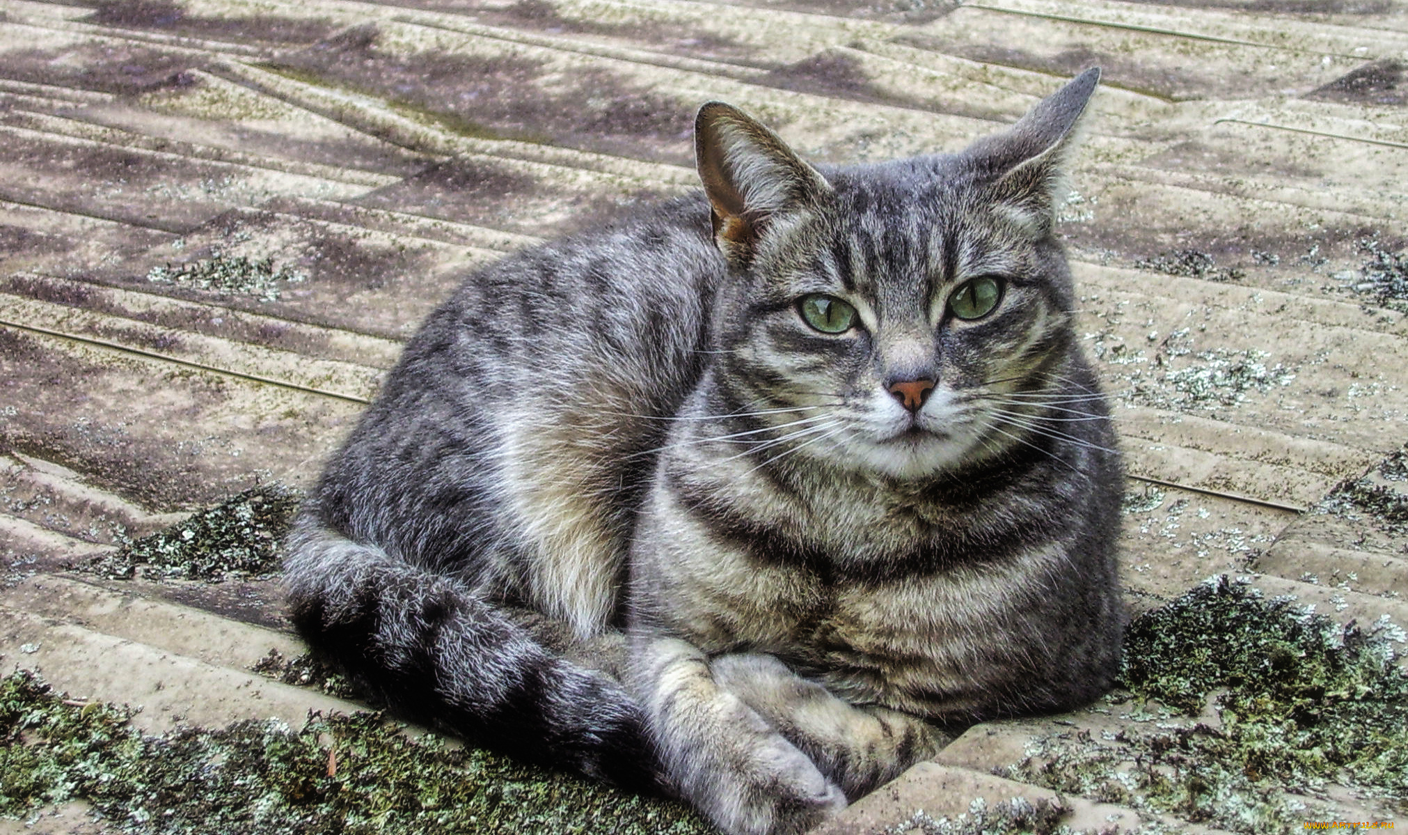 животные, коты, киса