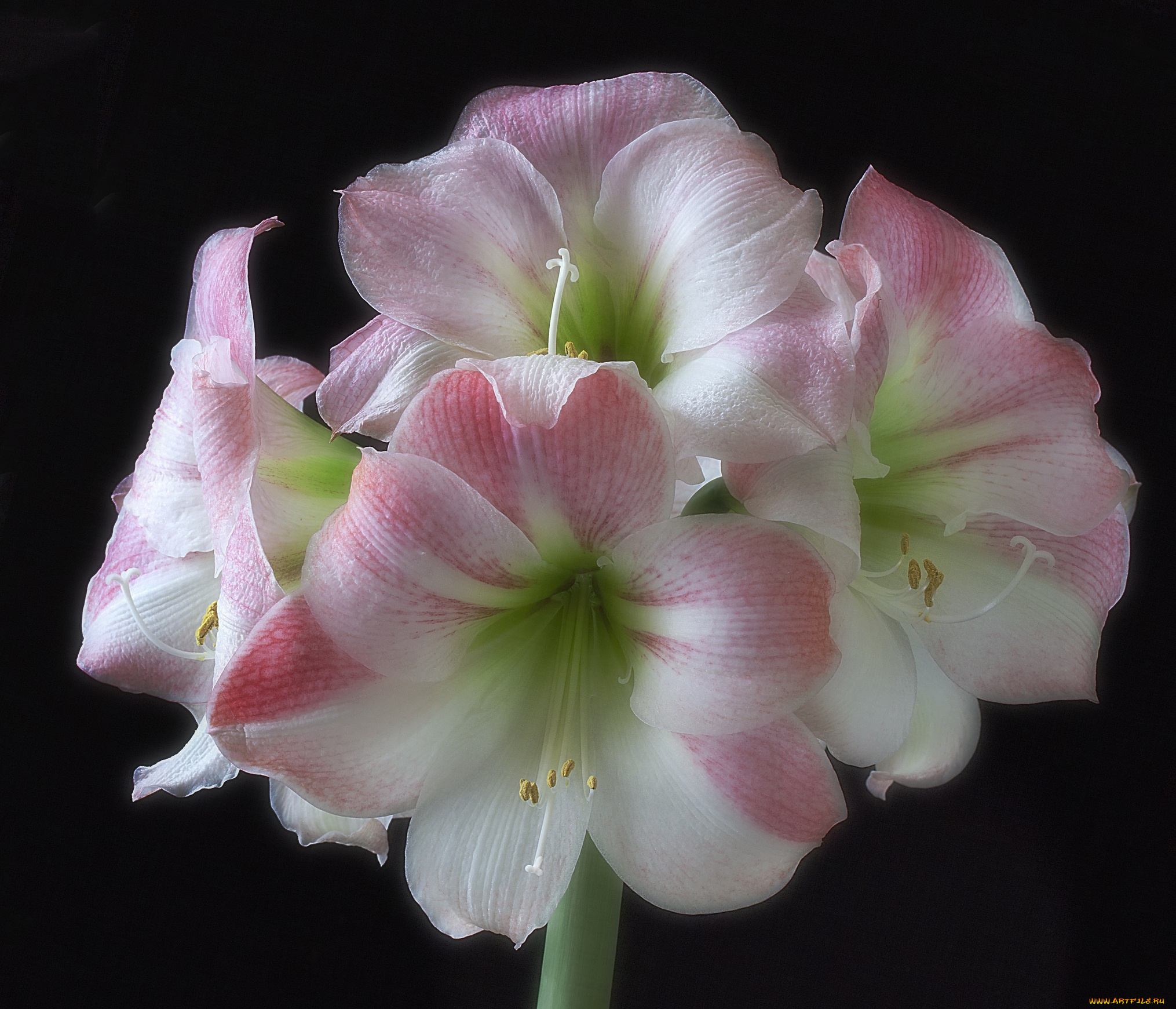 amaryllis, apple, blossom, on, black, цветы, амариллисы, , гиппеаструмы, цветок