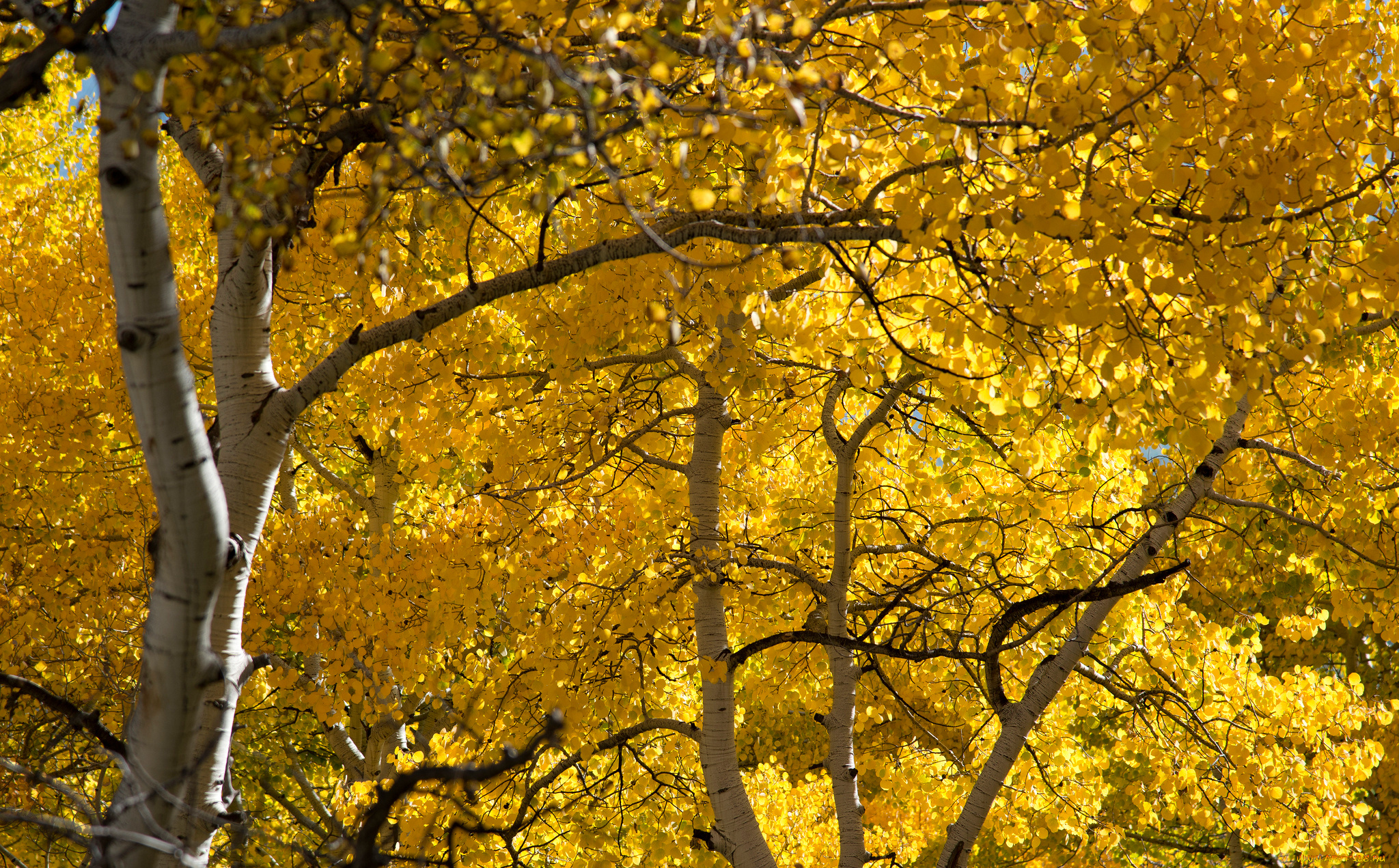 природа, деревья, лес, роща, осина, листья, осень