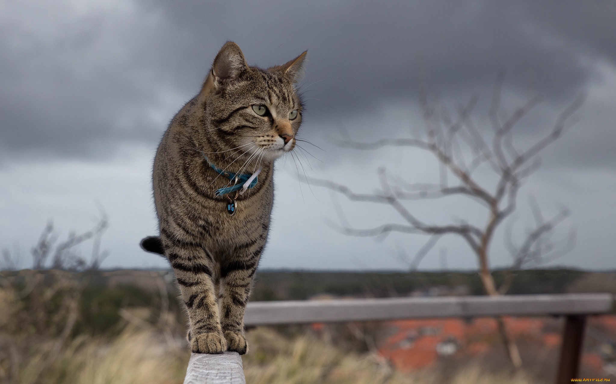 животные, коты, киса